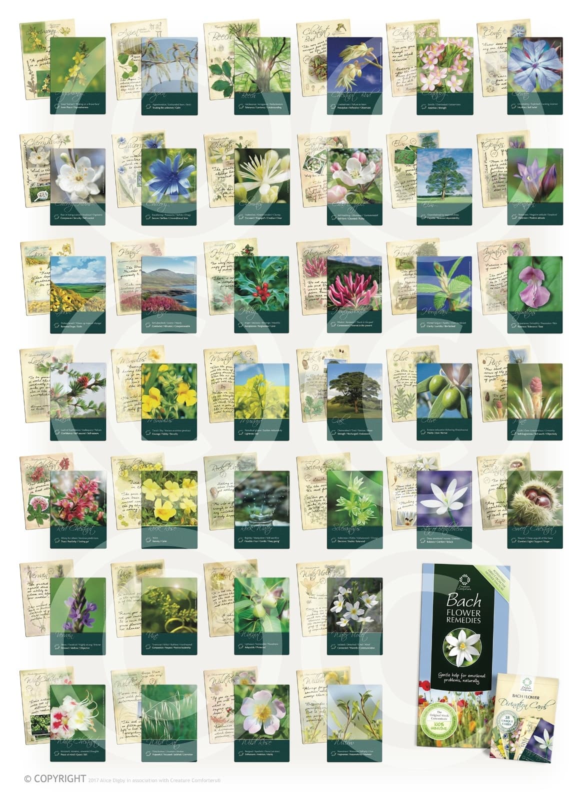 Bach Flower Divination Cards Pack 38 Beautiful illustrations, proverbs, quotes 3