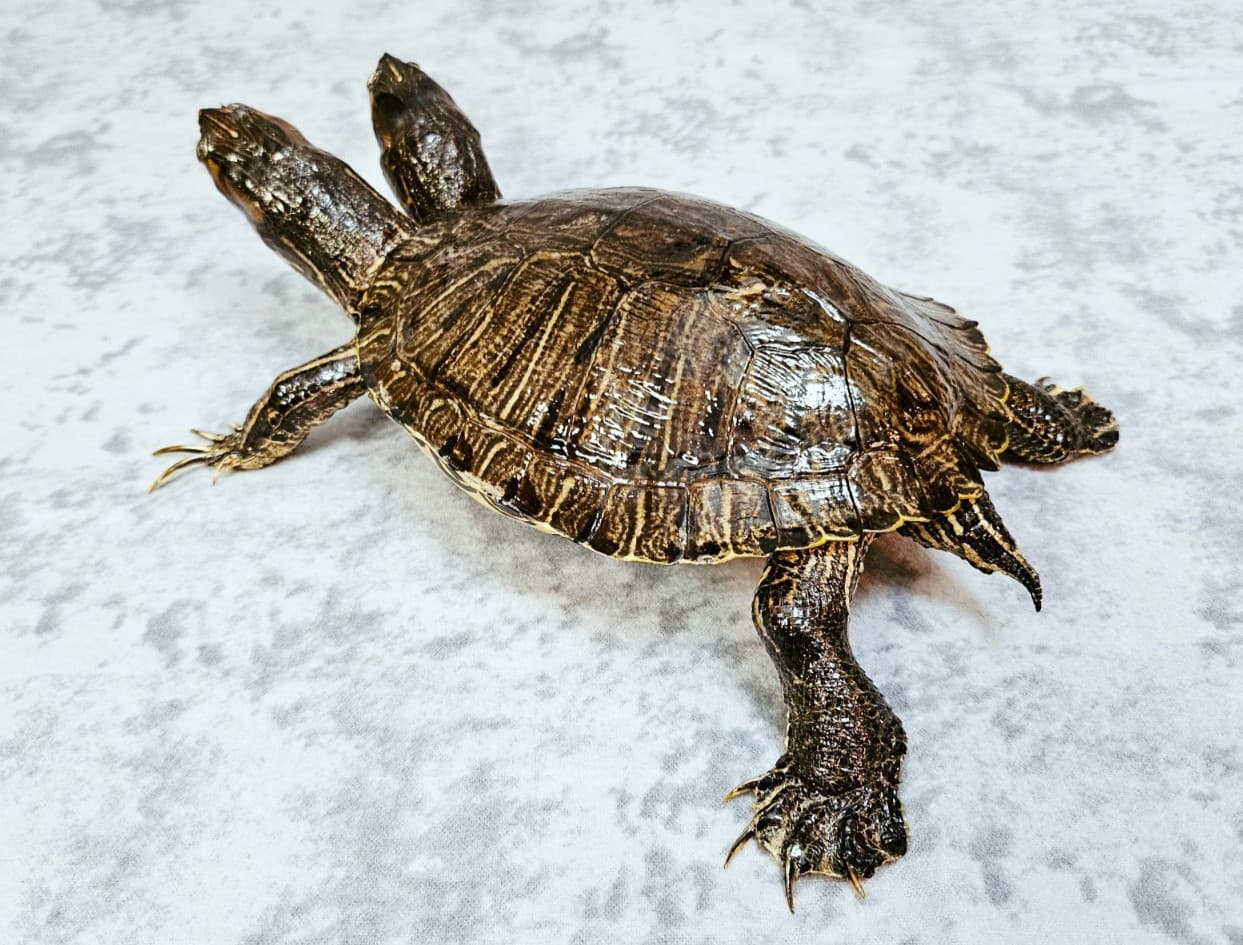 Two-Headed Turtle Taxidermy Gaff Snake Reptile Lizard 5