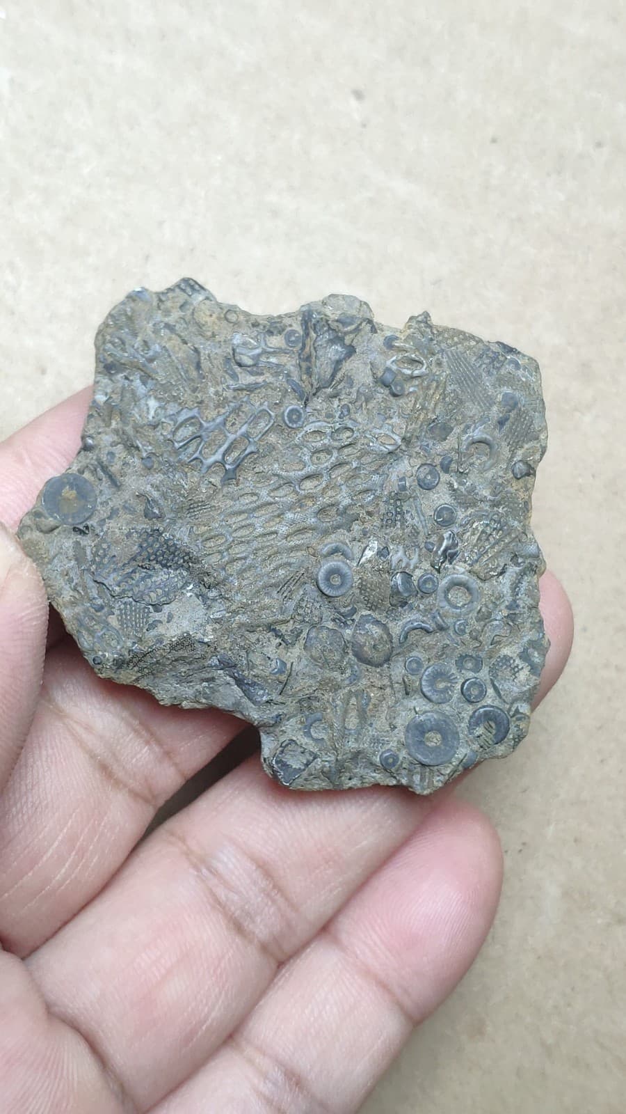 28g bryozoan Marine organisms Crinoid stem specimen from Cambrian Period 3