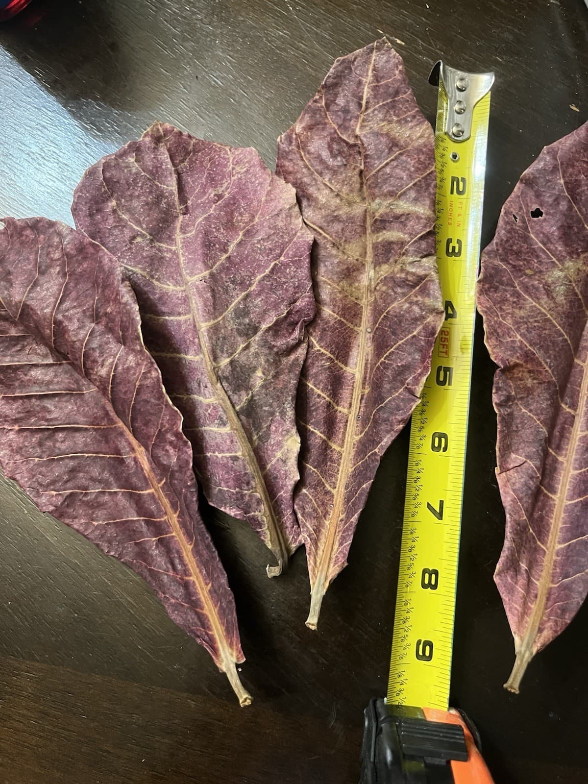 Catappa Leafs, Indian Almond, Betta, Koi, Guppies, Topical Fish Tank, Breeding 