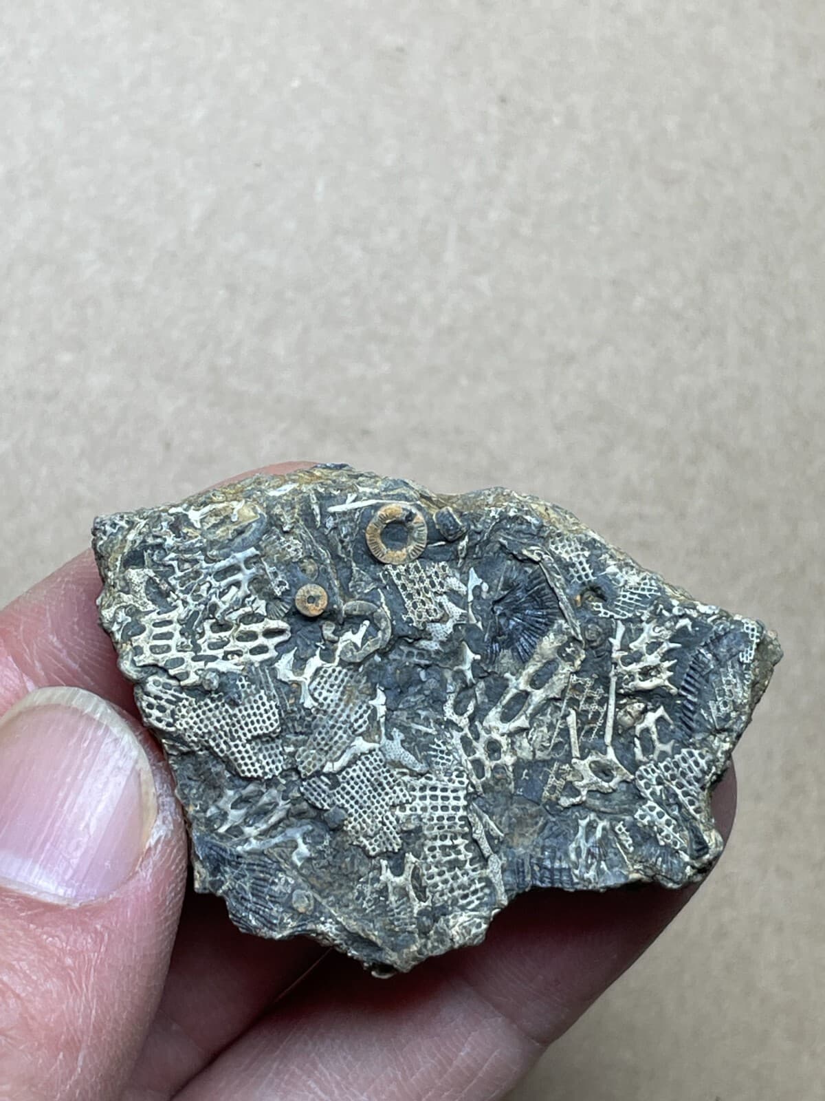 26g Bryozoa crinoid specimen from Cambrian Period 5