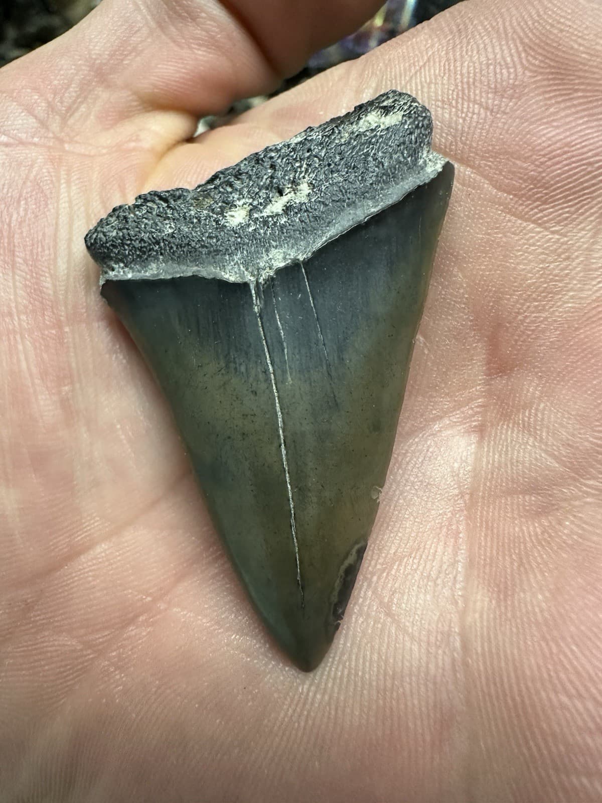 2.2” CARCHARODON MAKO TOOTH HASTALIS MEGALODON ERA South Carolina WHITE SHARK 2