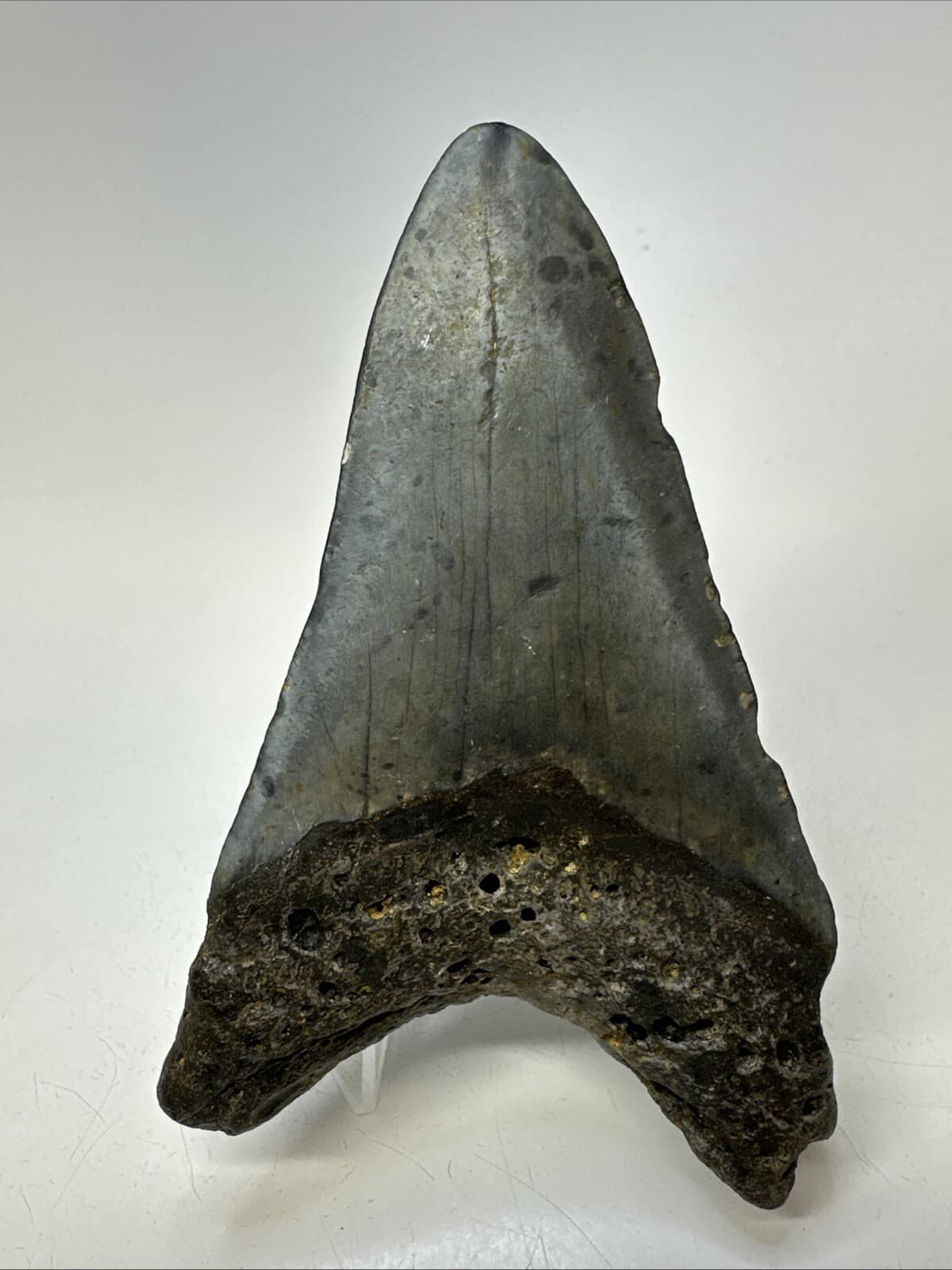 Megalodon Shark Tooth 4.52 inch - Lower Jaw - Authentic Fossil - Carolina 19007 4