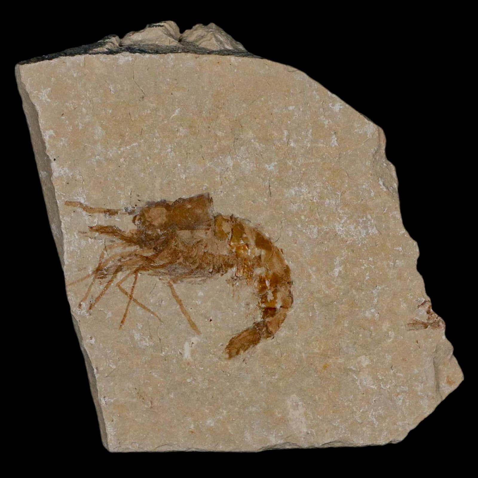 1.4" Fossil Shrimp Carpopenaeus Cretaceous Age 100 Mil Yrs Old Lebanon COA 2