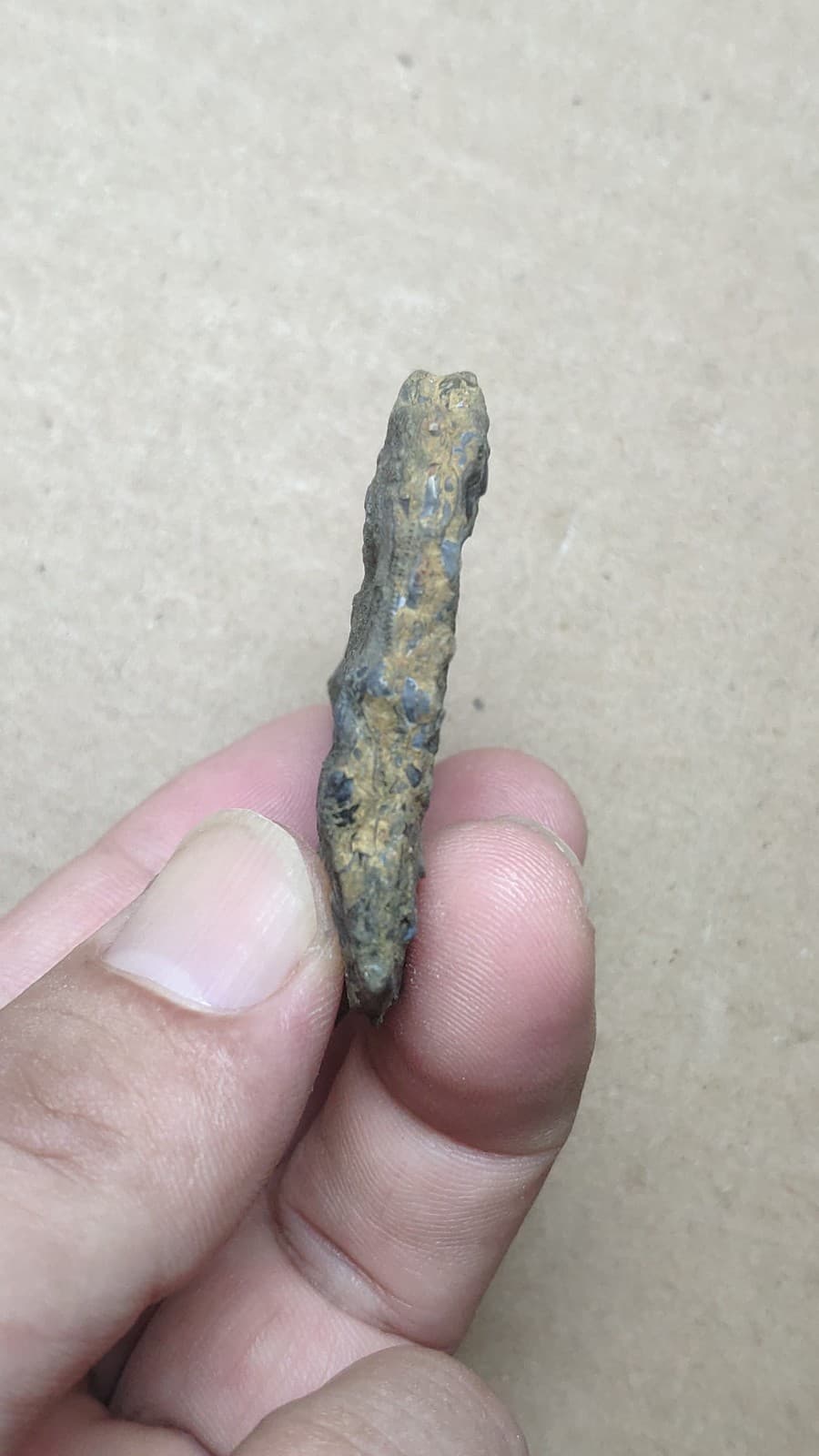 28g bryozoan Marine organisms Crinoid stem specimen from Cambrian Period 6