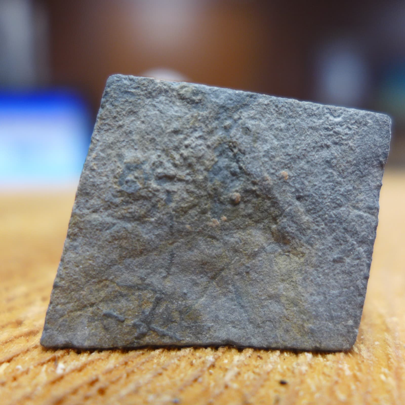 GEOLOGICAL ENTERPRISES Lower Carboniferous Edrioasteroid Stalticodiscus milleri