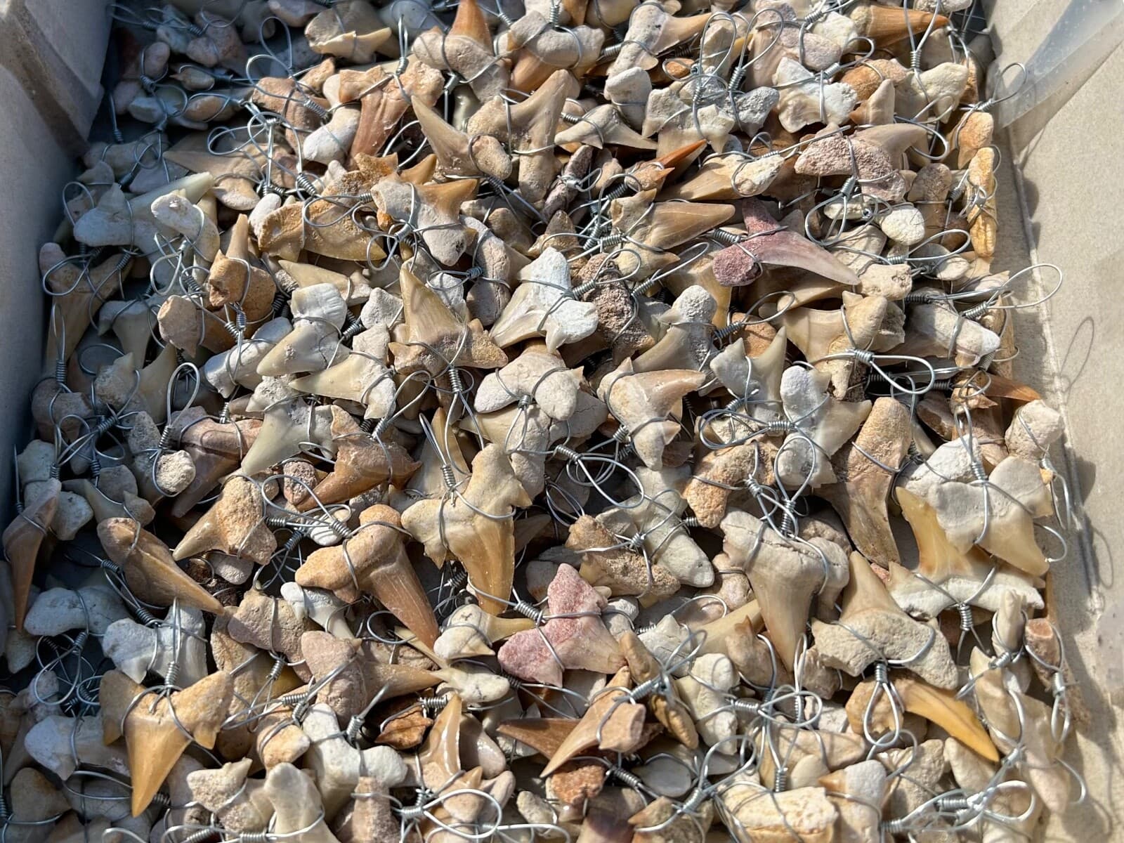 Fossil Sharks Teeth Wire Wrapped 10 PER PURCHASE Morocco Shark Tooth Cretaceous 5
