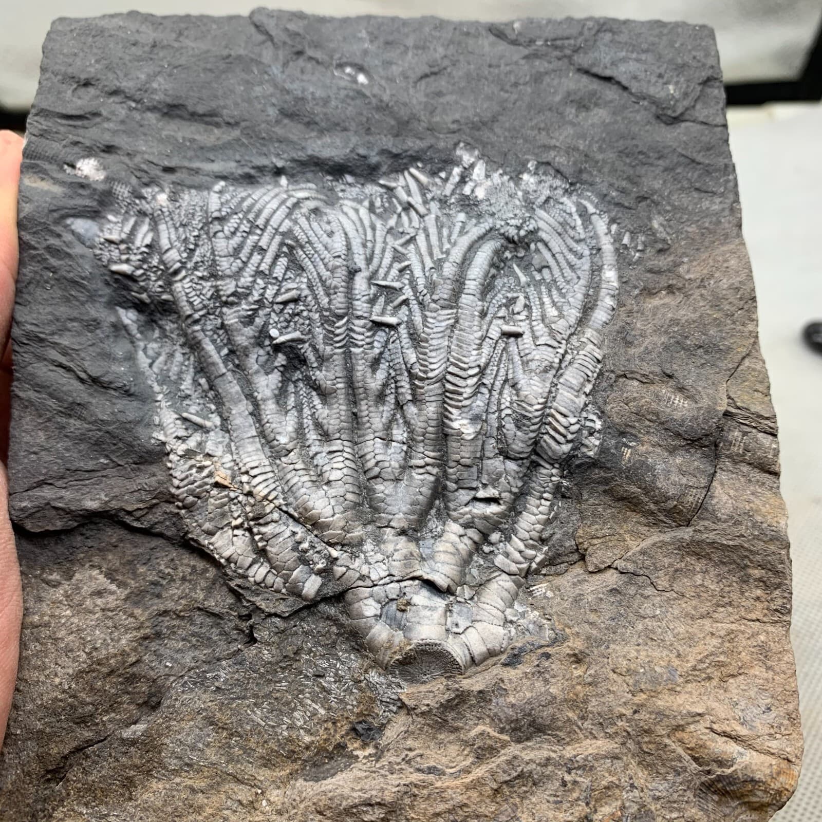 670 grams of fossils of crinoid from the Guanling Biota in Guizhou 3