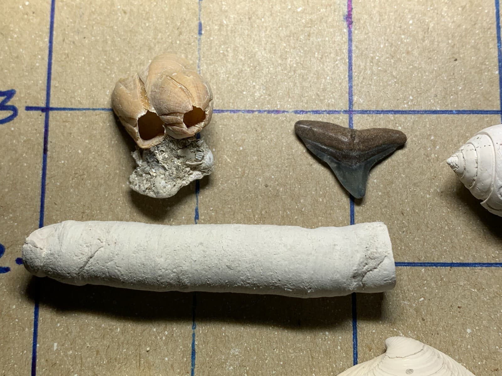 ☆Fossil Specimen 10 Pack - Berkeley Quarry S.C. - Barnacle-Dentalium-Teeth ☆301 4