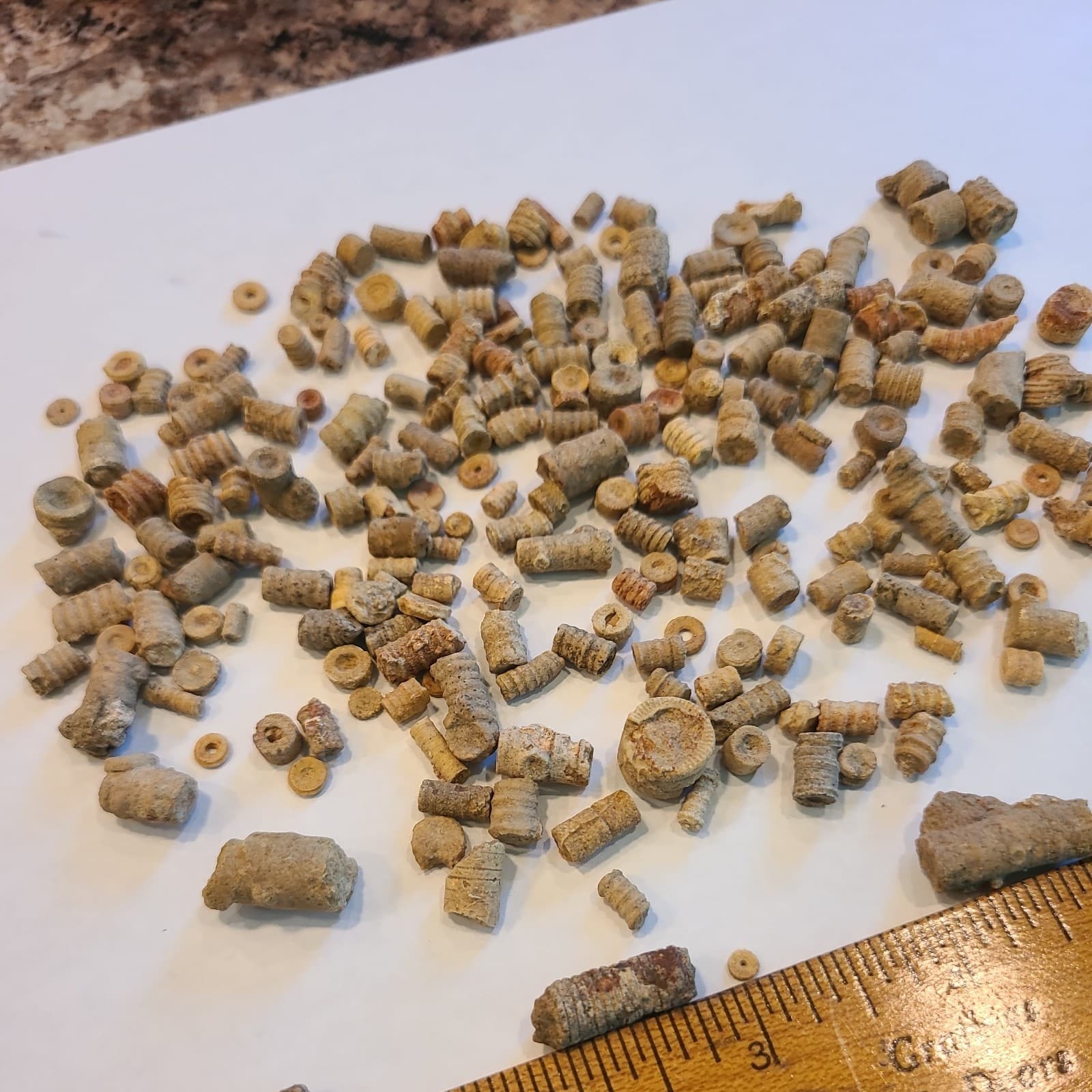 LOT 2 OF 200+ MIDDLE TENNESSEE CRINOID STEM FOSSILS 4