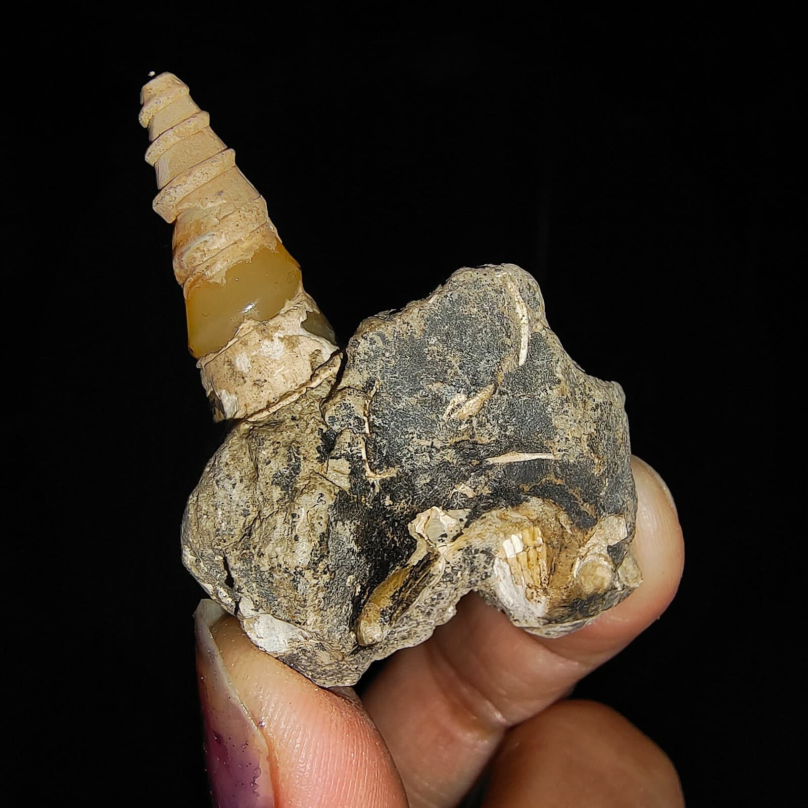 SEA SHELL FOSSIL, GASTROPODA, THIARIDAE ON MATRIX, FROM JAVA, INDONESIA, 30MM 4