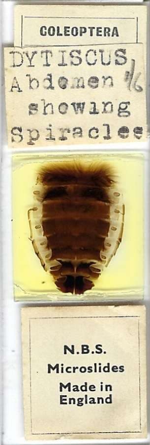 Dytiscus sp. Abdomen Showing Spiracles Microscope Slide by N.B.S.