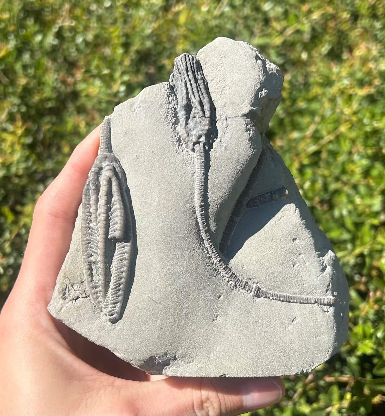 SUPERB Fossil Crinoid Plate Histocrinus Abrotocrinus Indiana Edwardsville Fm