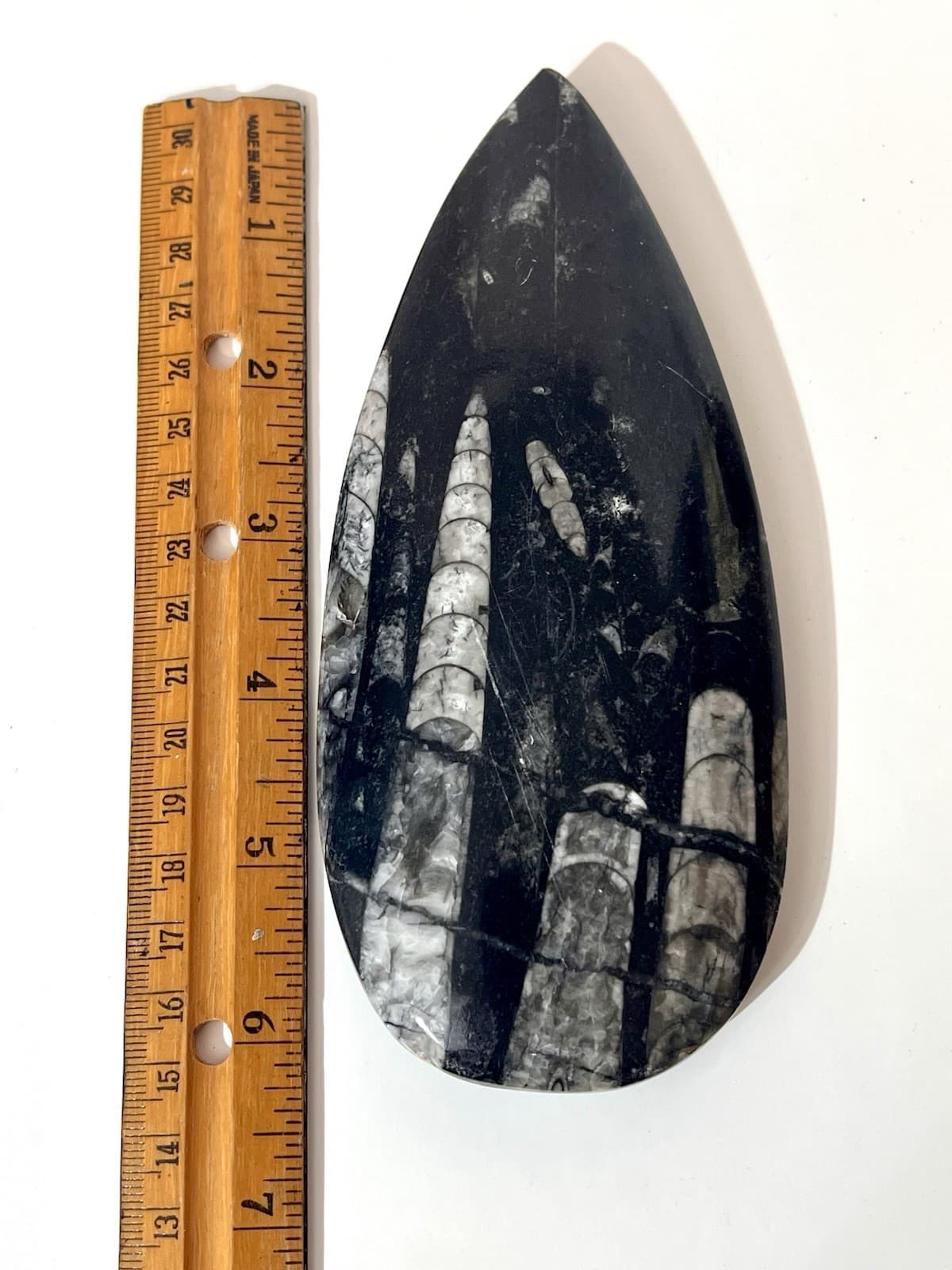 Orthoceras Fossil Specimen Polished Stone Spear Shape Black White Metaphysical