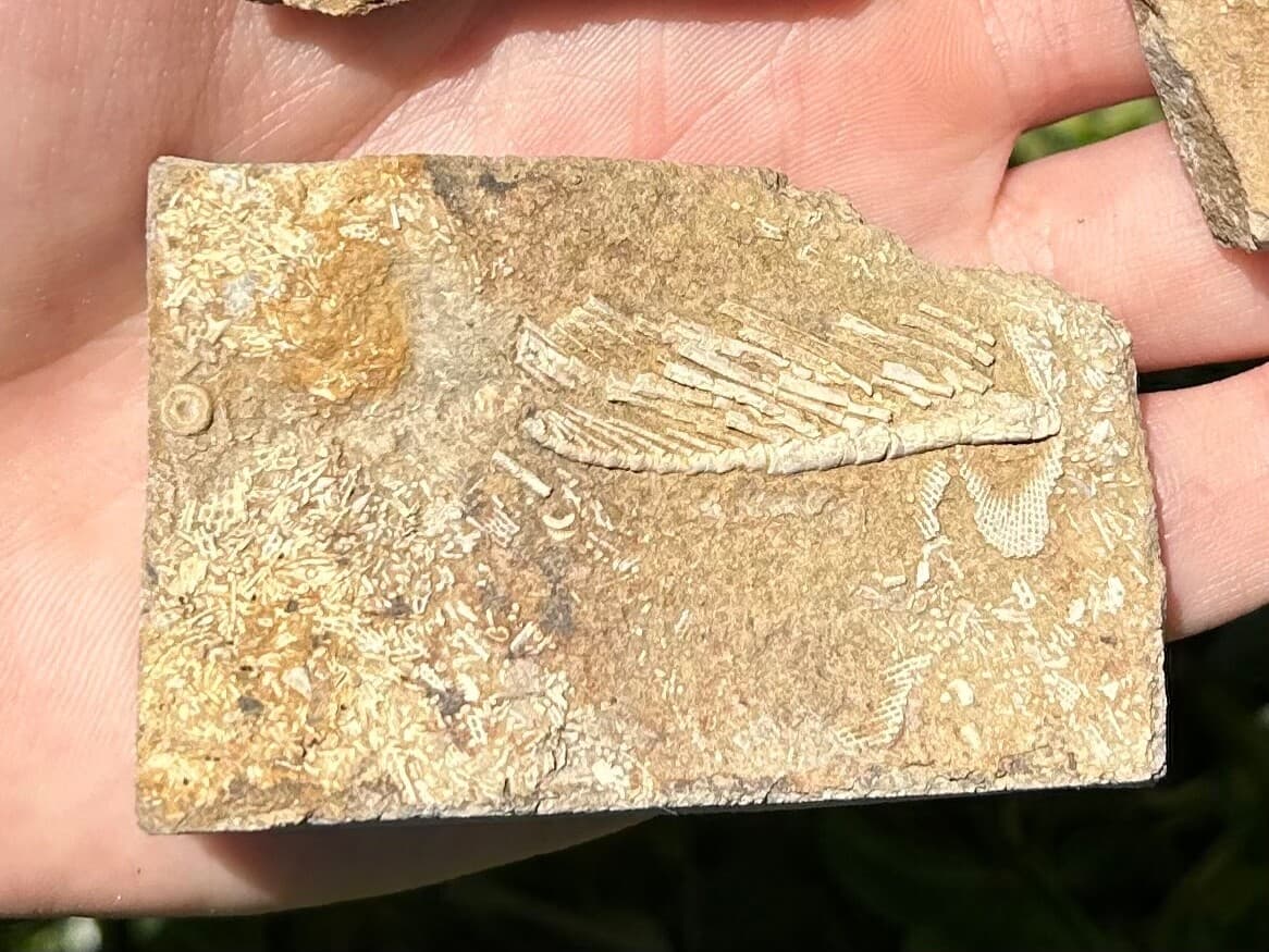 Crinoid Fossils in Matrix LOT OF 3 Alabama Bangor Limestone Formation 6