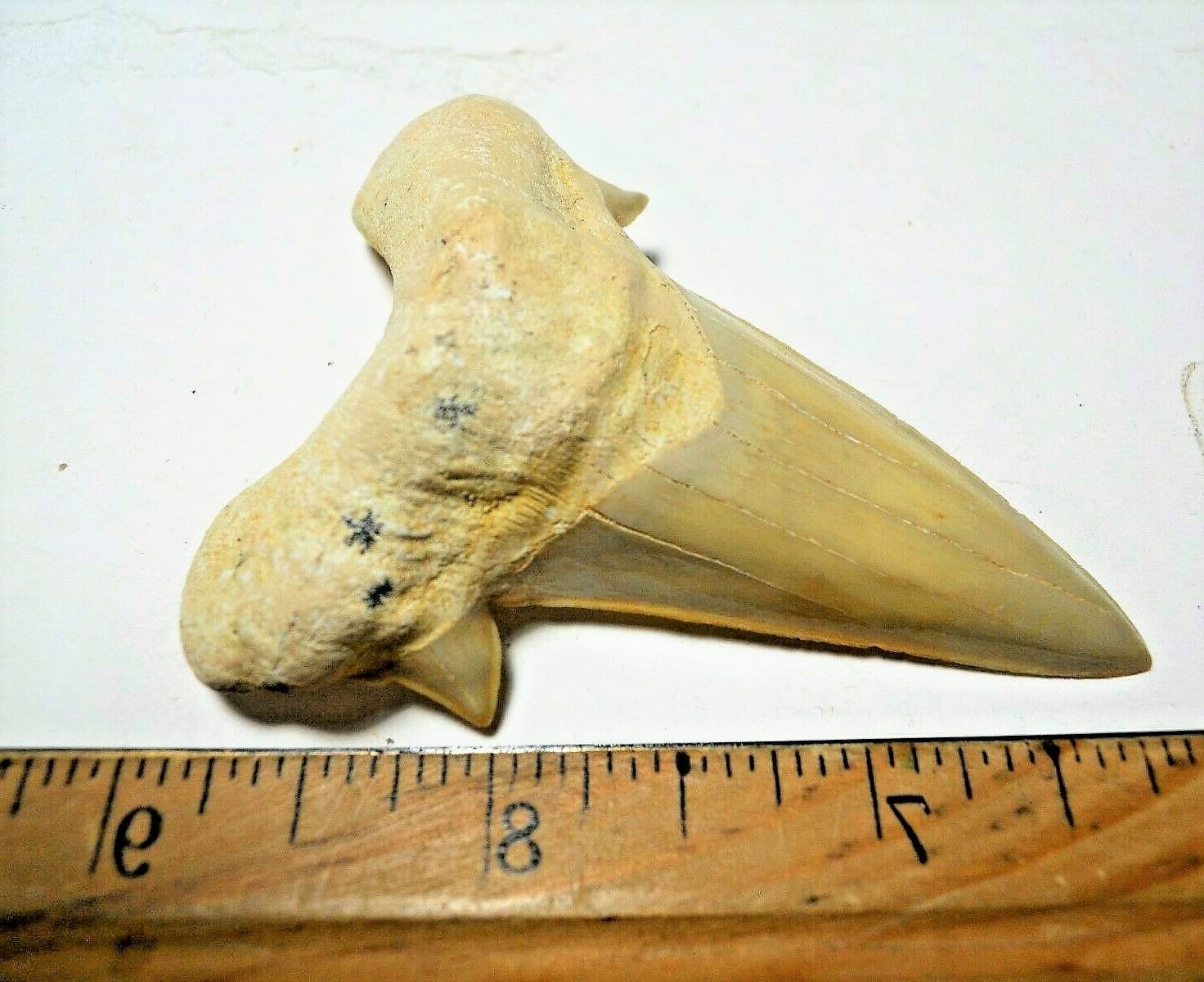 3 INCH LONG OTODUS TOOTH REAL LARGE HUGE SHARK FOSSIL EXTINCT ANCIENT RELIC NICE 3