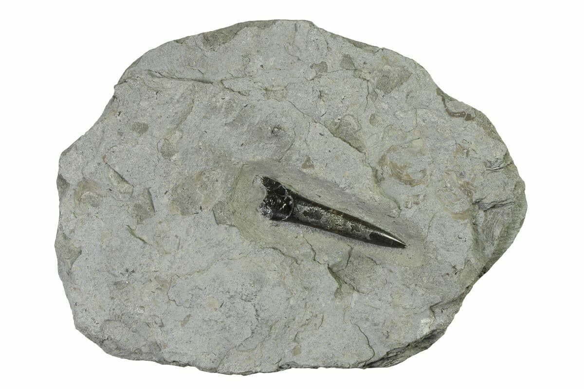 Fossil Belemnite Rostrum Acrocoelites 2.1" Jurassic Holzmaden Germany COA 7215 2