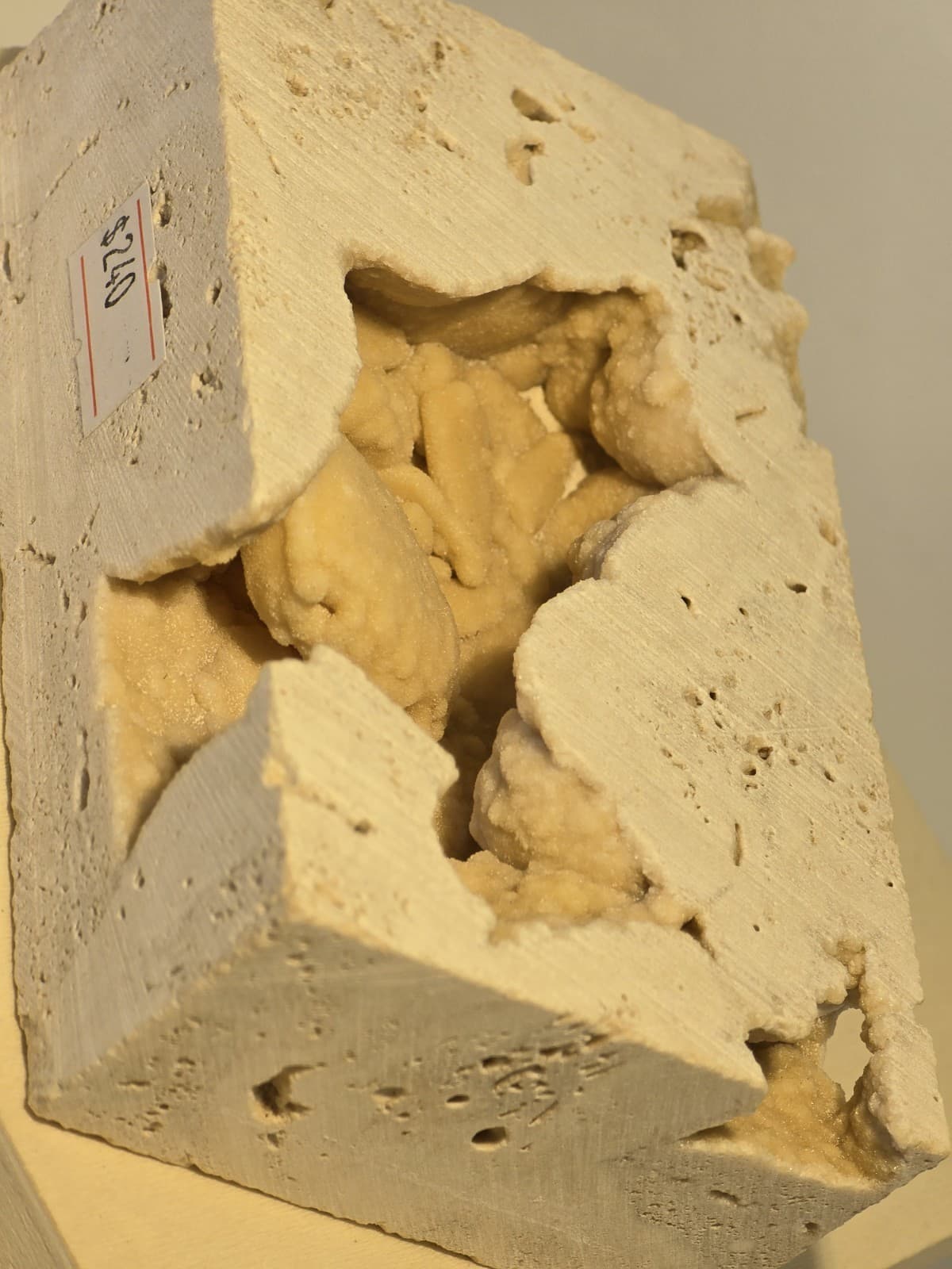 Travertine crab fossil 3