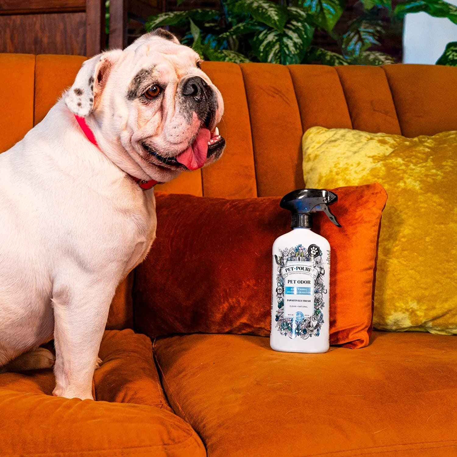 Pet-Pourri Pet Odor Air + Fabric Odor Freshener Spray, Pawsitively Fresh, 16 Fl 5