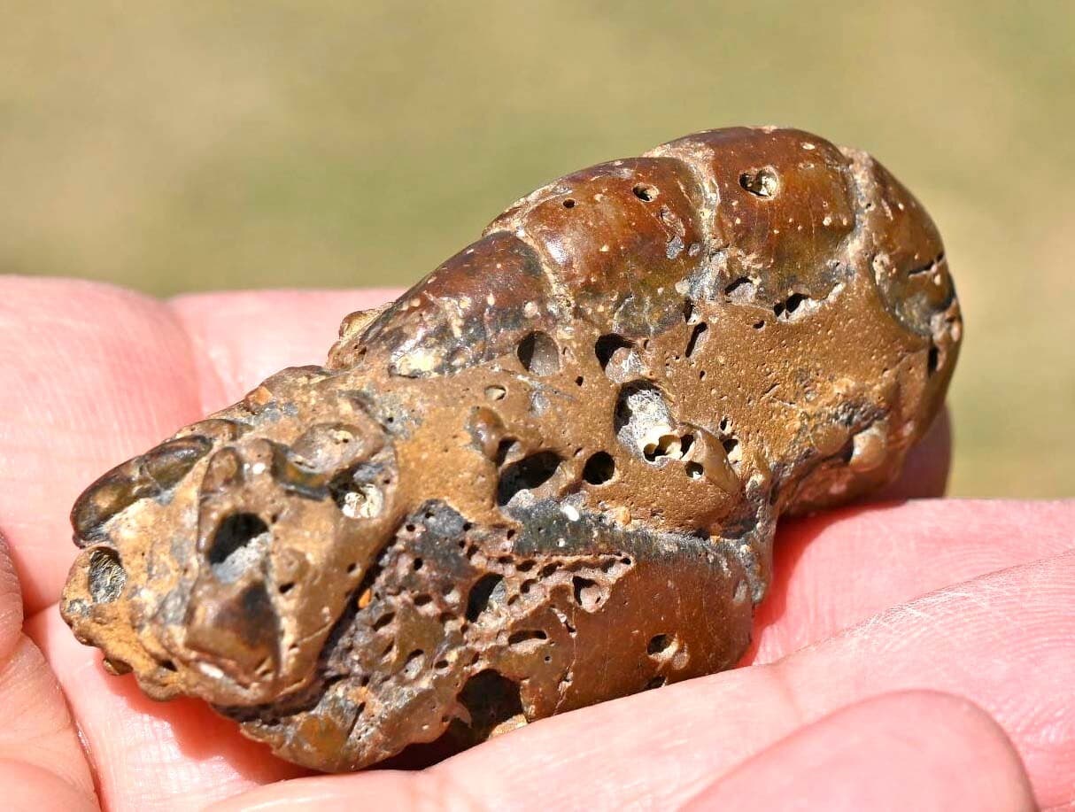 Thalassina anomala, Fossil Lobster, Gunn Point, Australia #2 2