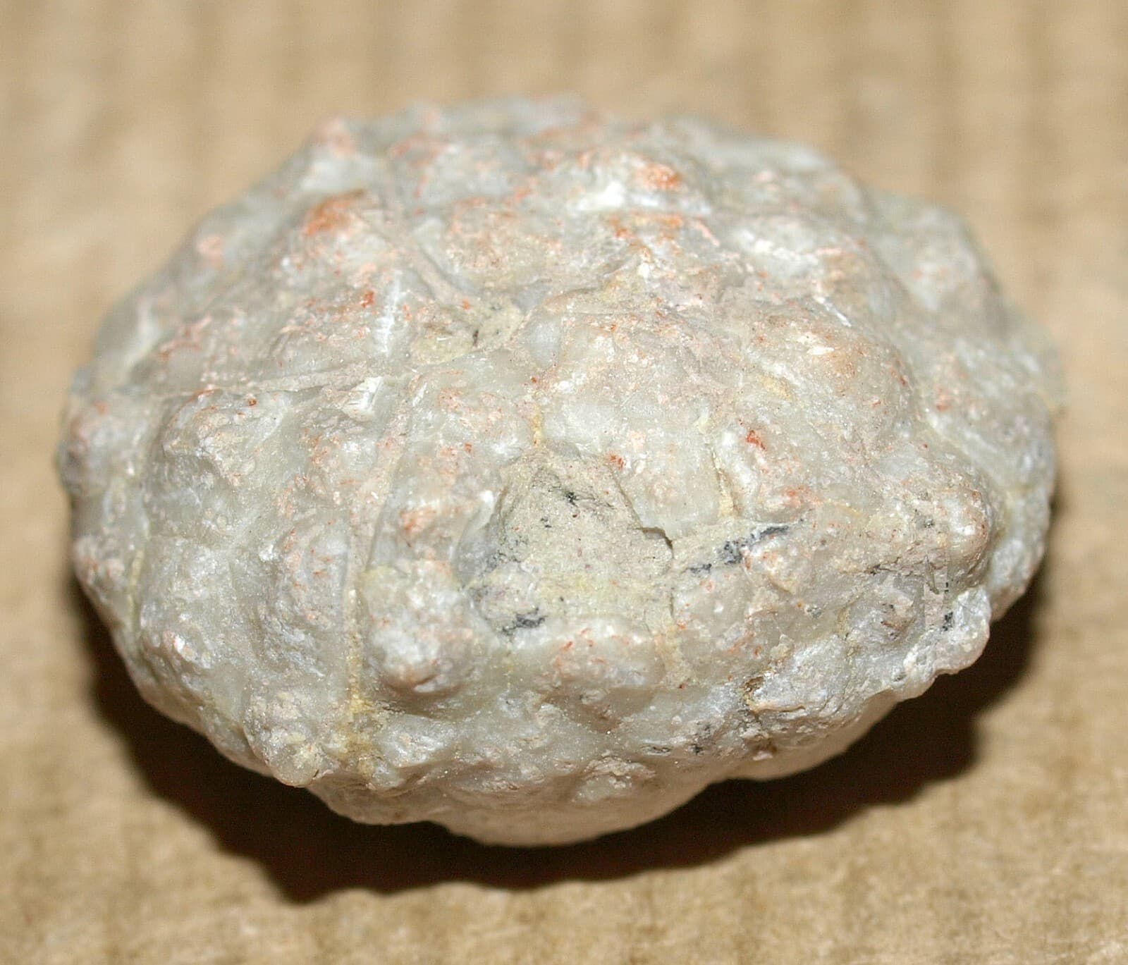 SUPER Rare! Amazing Echinoderm species- Protocrinites fragum Eichwald,1860   6