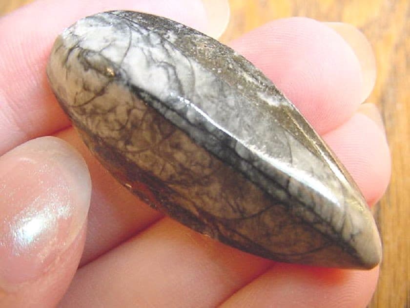 (F370-R) Orthoceras marbilized fossil straight horn shell nautiloid cephalopod