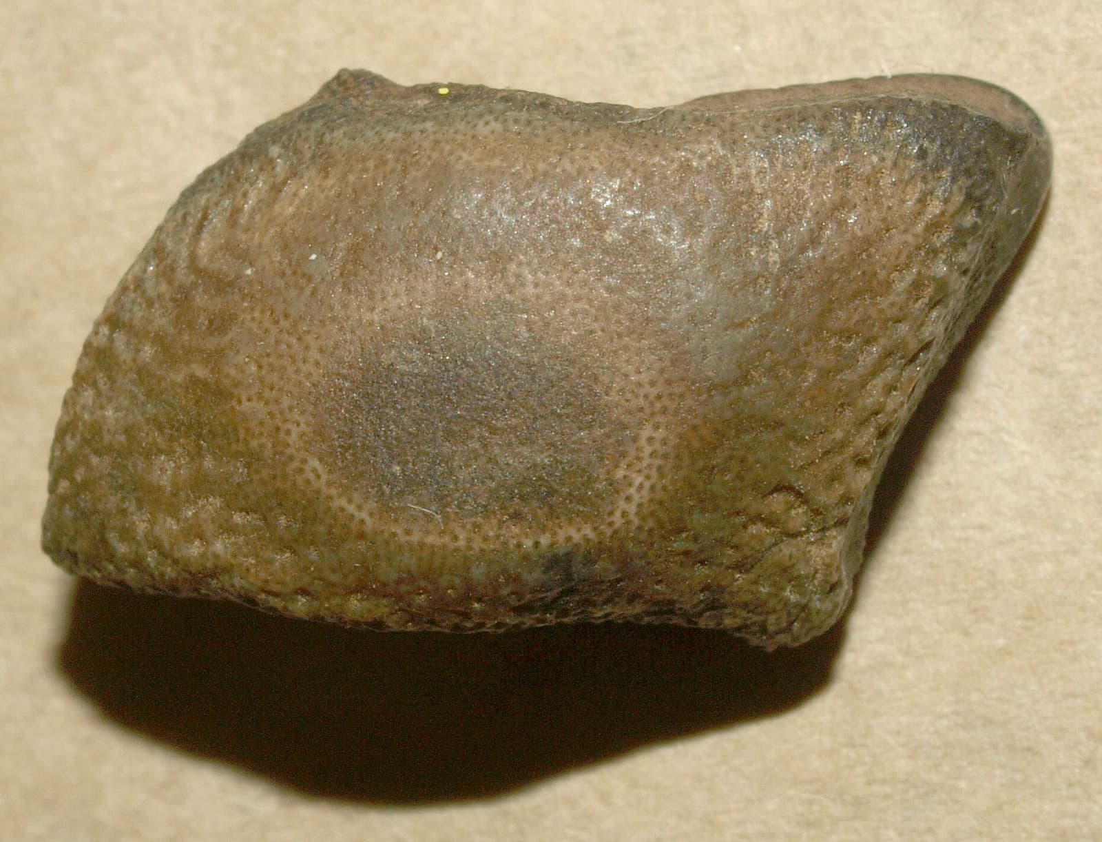 Asteracanthus sp.- RARE Hauterivian shark tooth from uncommon locality of Crimea 6