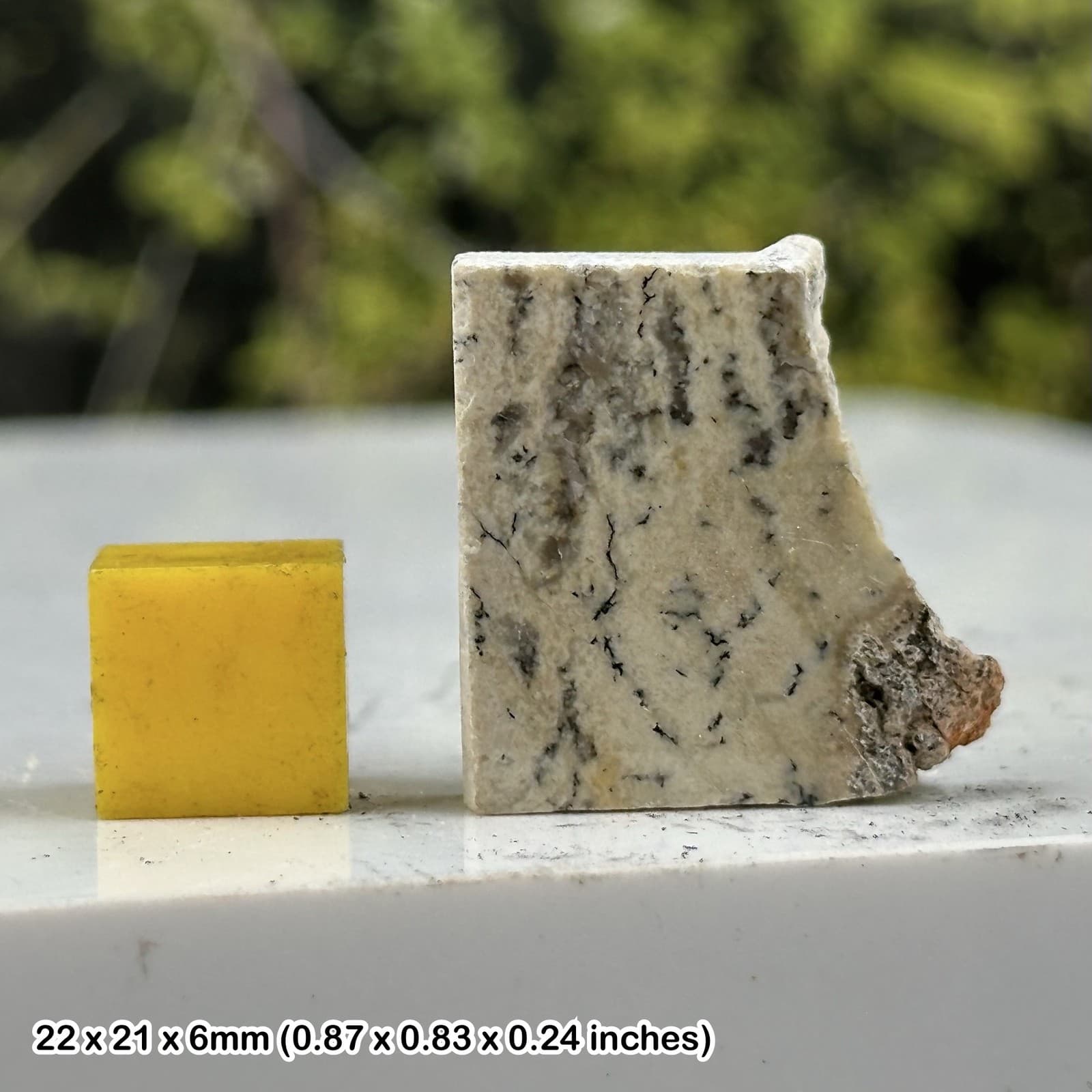 Strelley Pool Stromatolite – 3.5 Billion Year Old Precambrian Fossil – Western