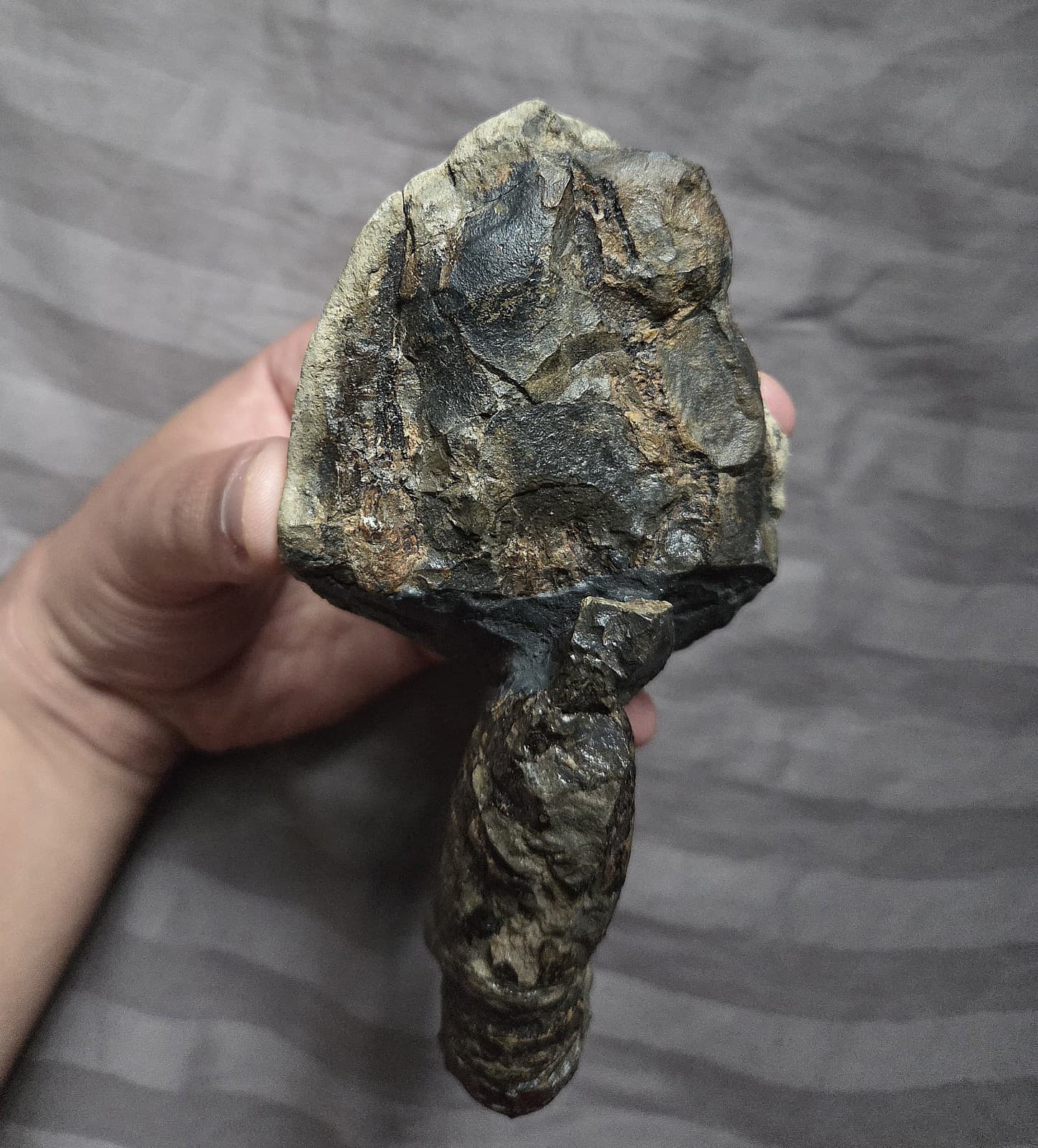 Very Rare Large Cretaceous Arthropod Fossil Hoploparia Sp. Lobster From Montana  3