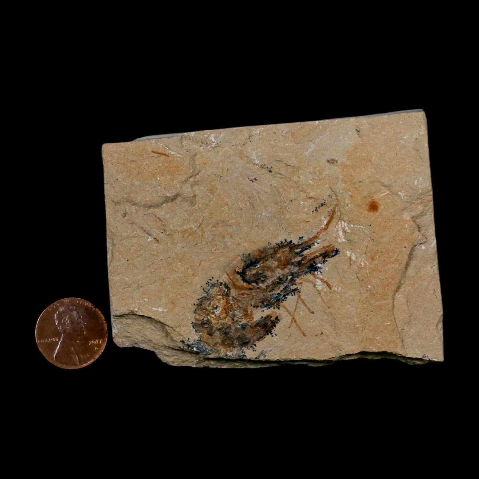 1.8" Fossil Shrimp Carpopenaeus Cretaceous Age 100 Mil Yrs Old Lebanon COA 3