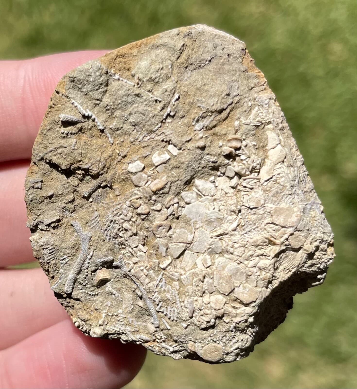 Alabama Fossil Edrioaesteroid Hypsiclavus huntsvillensis Bangor Limestone Fm 2