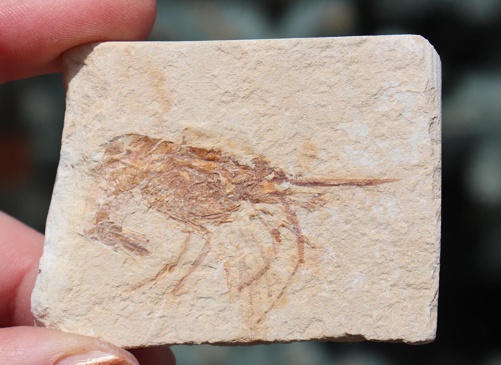 Fossil Shrimp Solnhofen Germany   Jurassic   Well Preserved History   6.3 Cm's 6