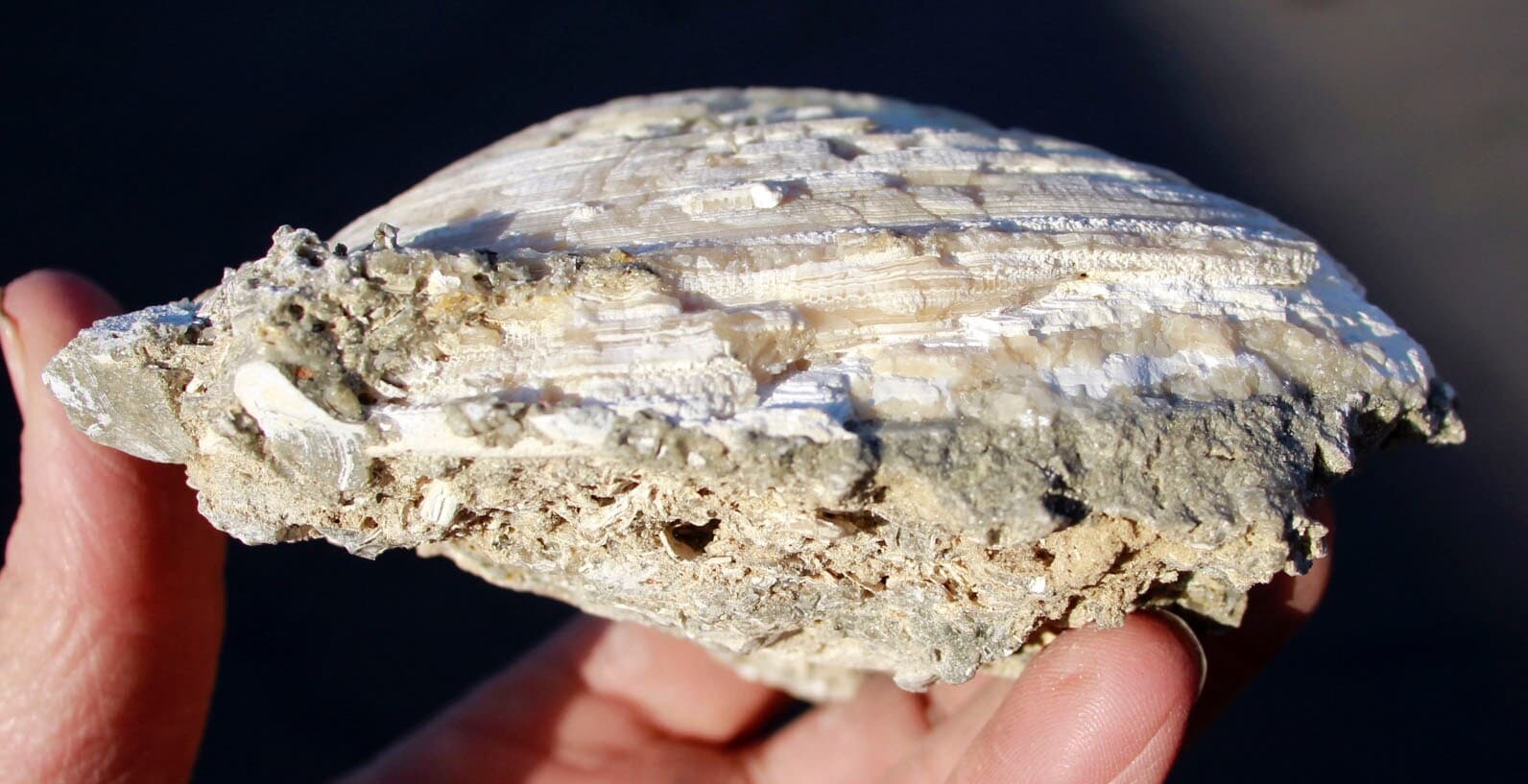 Mercanaria permanga • Fluorescent Fossil Clam from Ruck's Pit, Florida 4