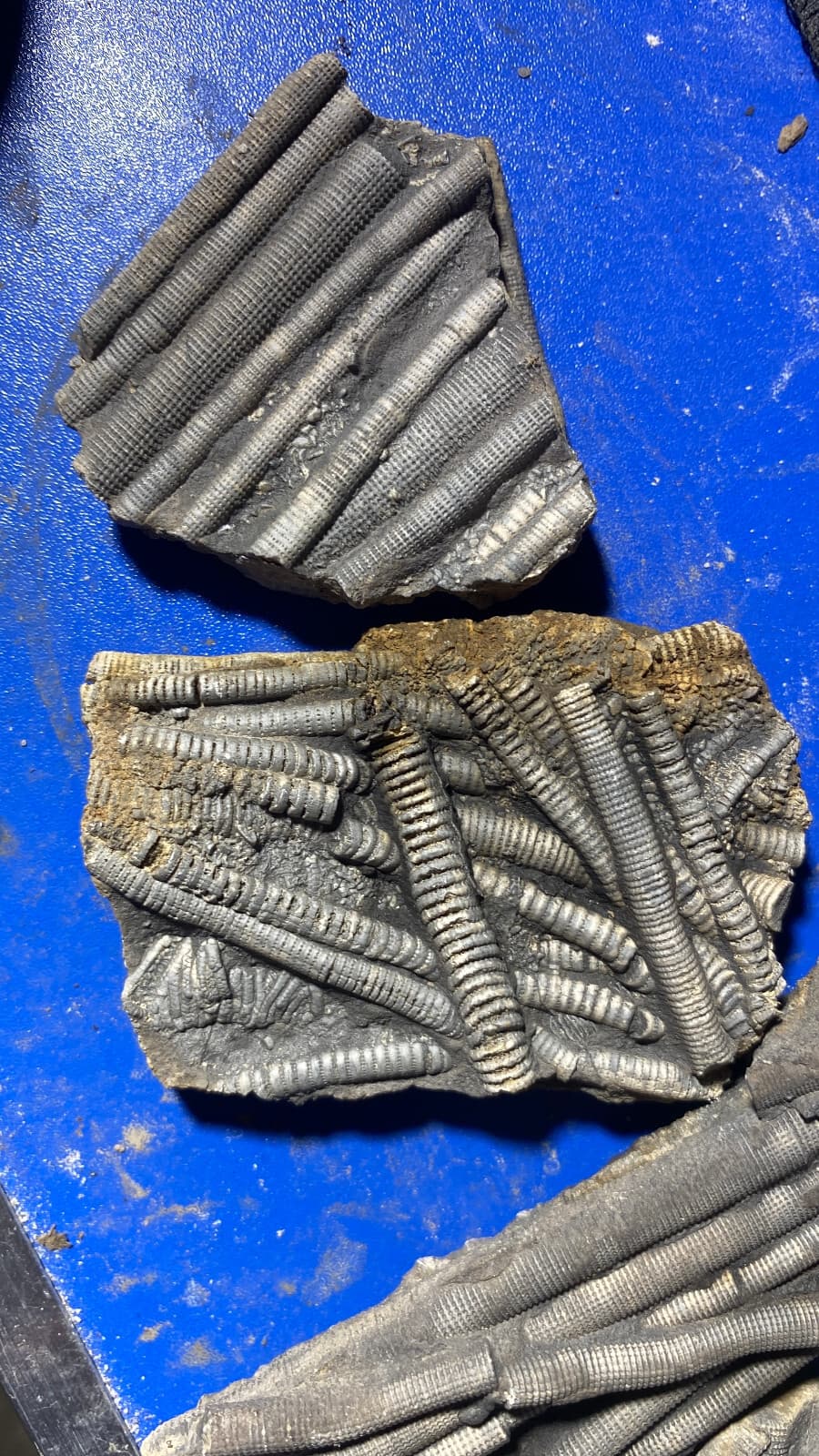 6pc Natural Devonian prehistoric Jurassic biota crinoids Fossils 2