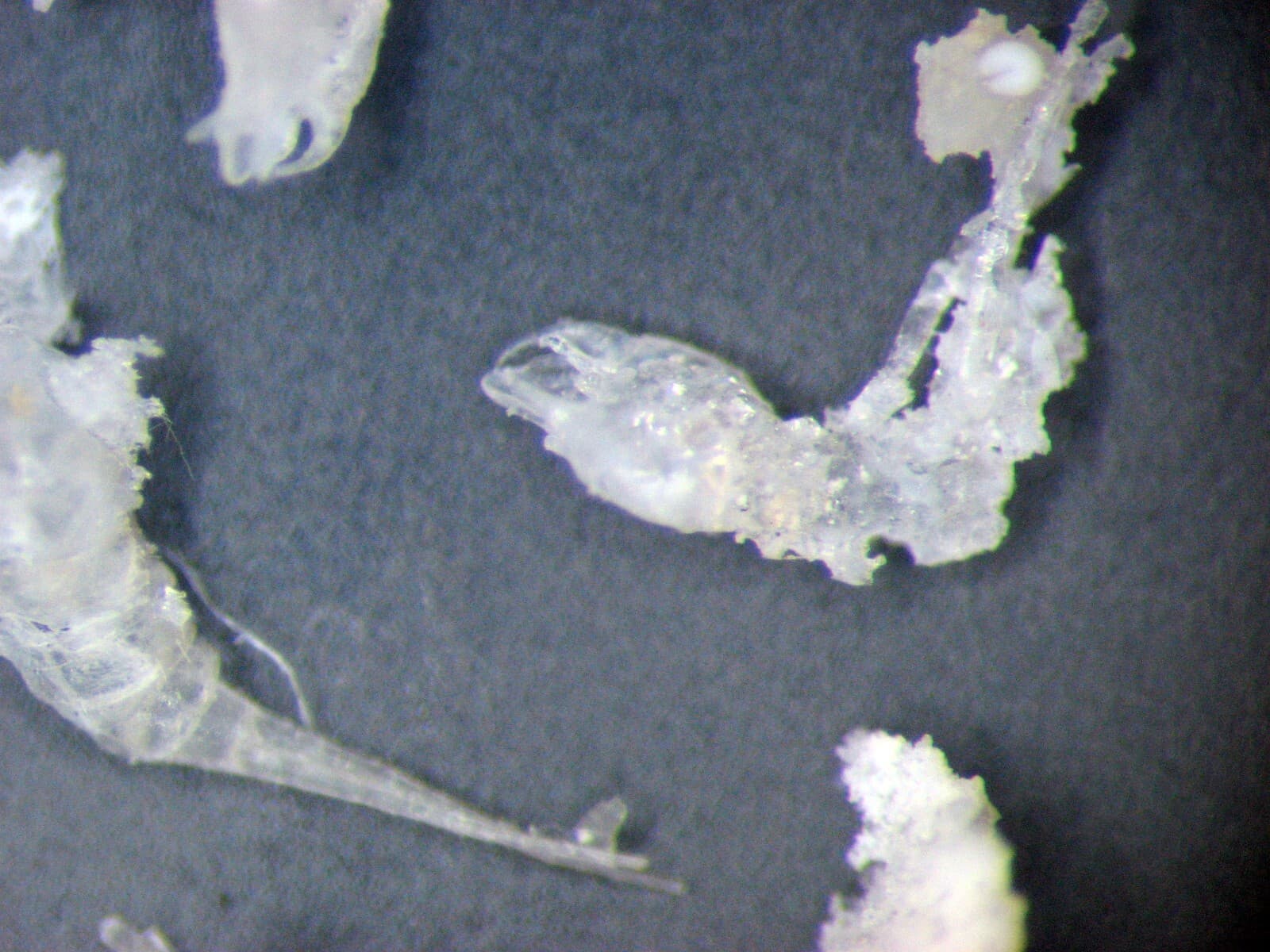 Miocene SILICIFIED DIVING BEETLE Schistomerus fossil slide Barstow California 5