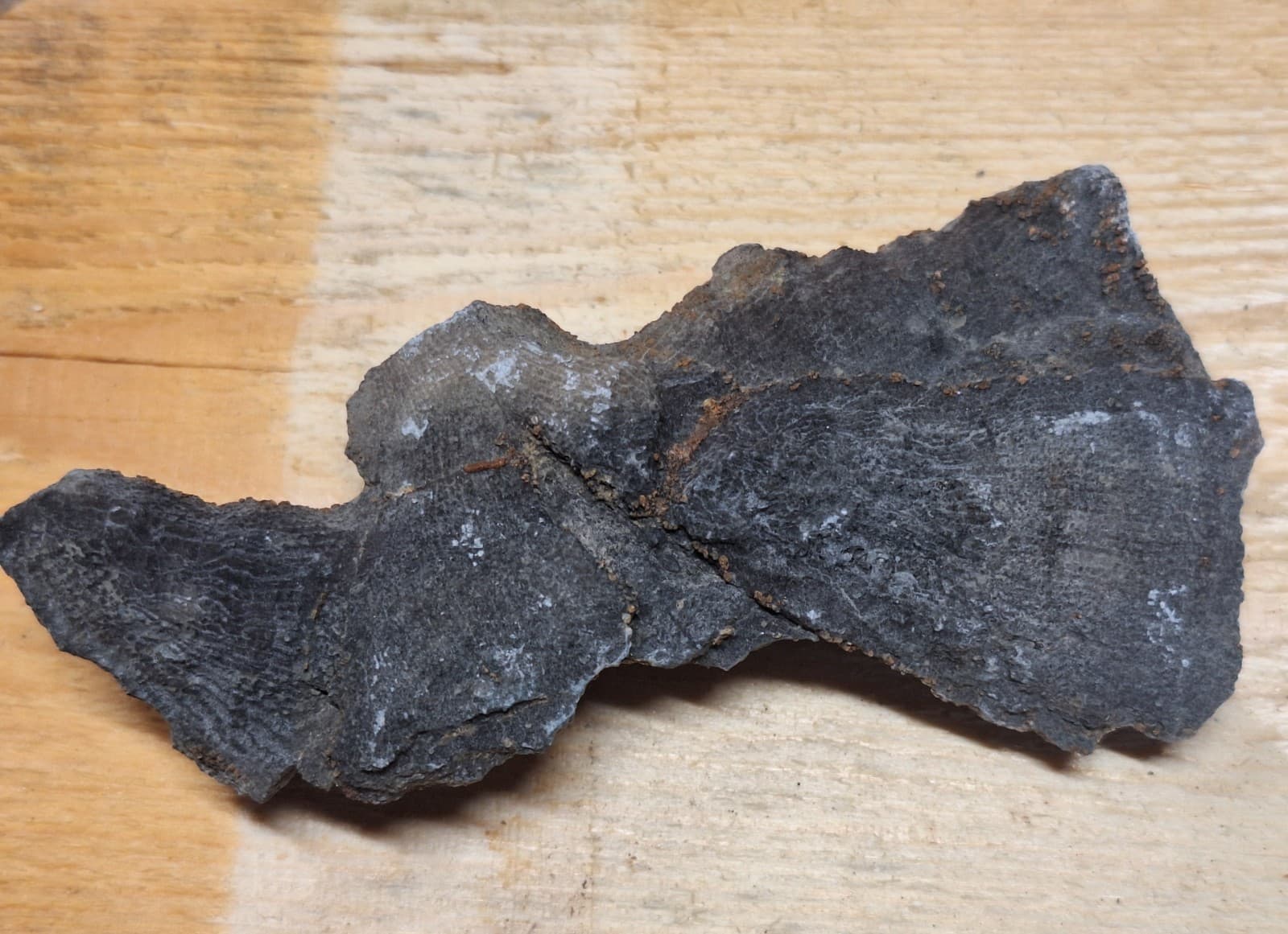 Fine Detail Fossil Favosite Coral In Limestone Devonian Period Michigan 3