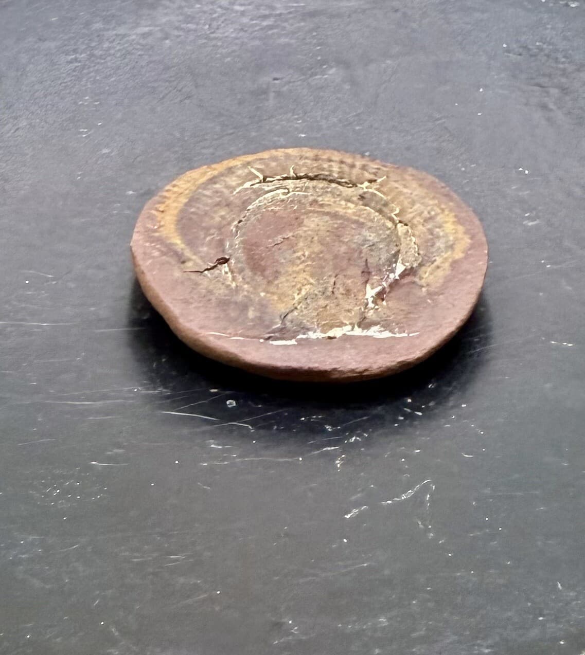 Mazon Creek Pecten Scallop Fossil - Pennsylvanian Period - Illinois - 300 MYA 4