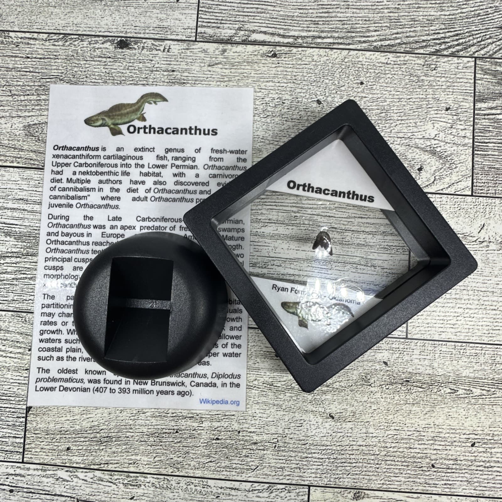 Orthacanthus Extinct Permian Age Tooth Fossil in Great Display Case 3