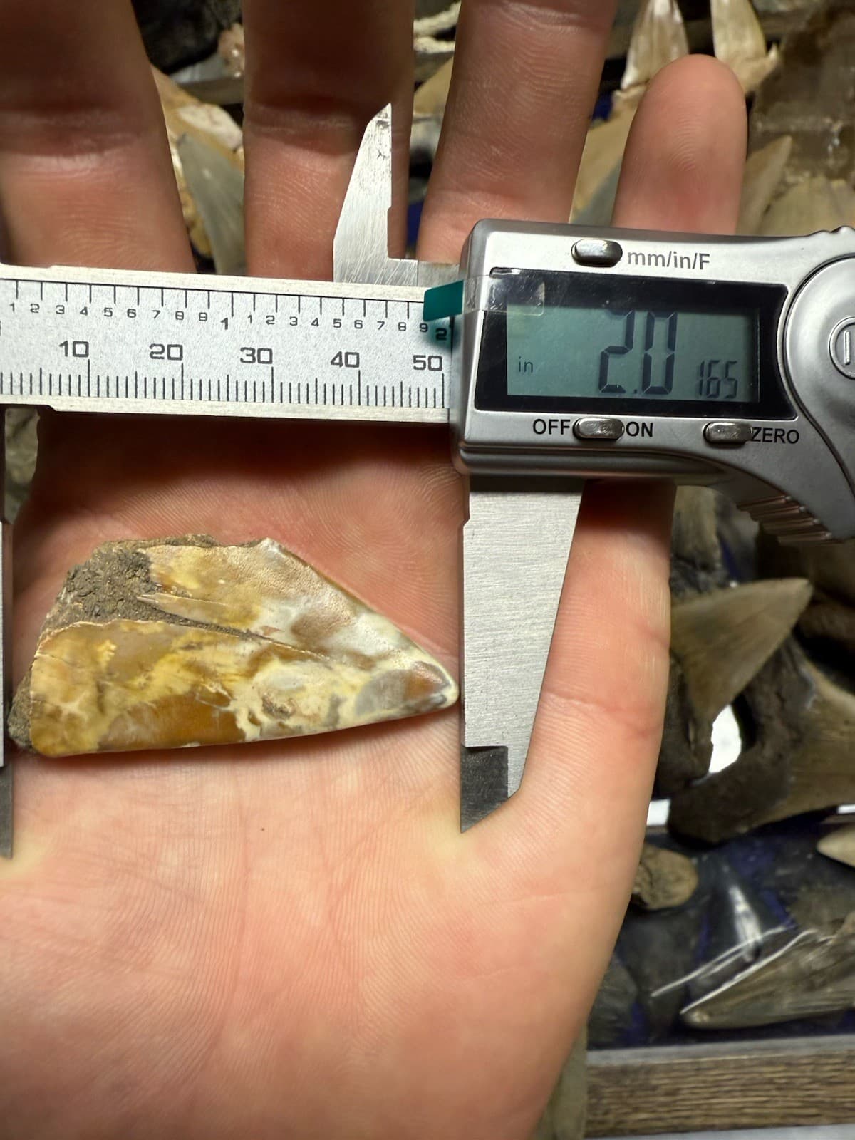 2” CREAMY CARAMEL MAKO Tooth Fossil Hastalis White Shark Teeth Megalodon Era S C 3