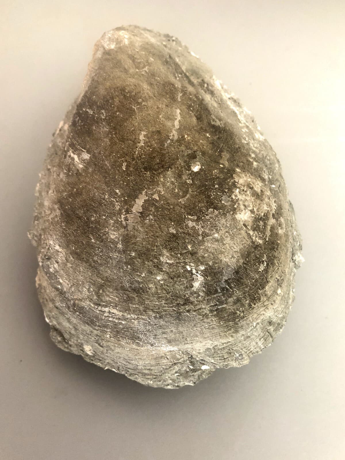 Fossil Mussel Shell from Dajti Mountain, Tirane, Albania. 3