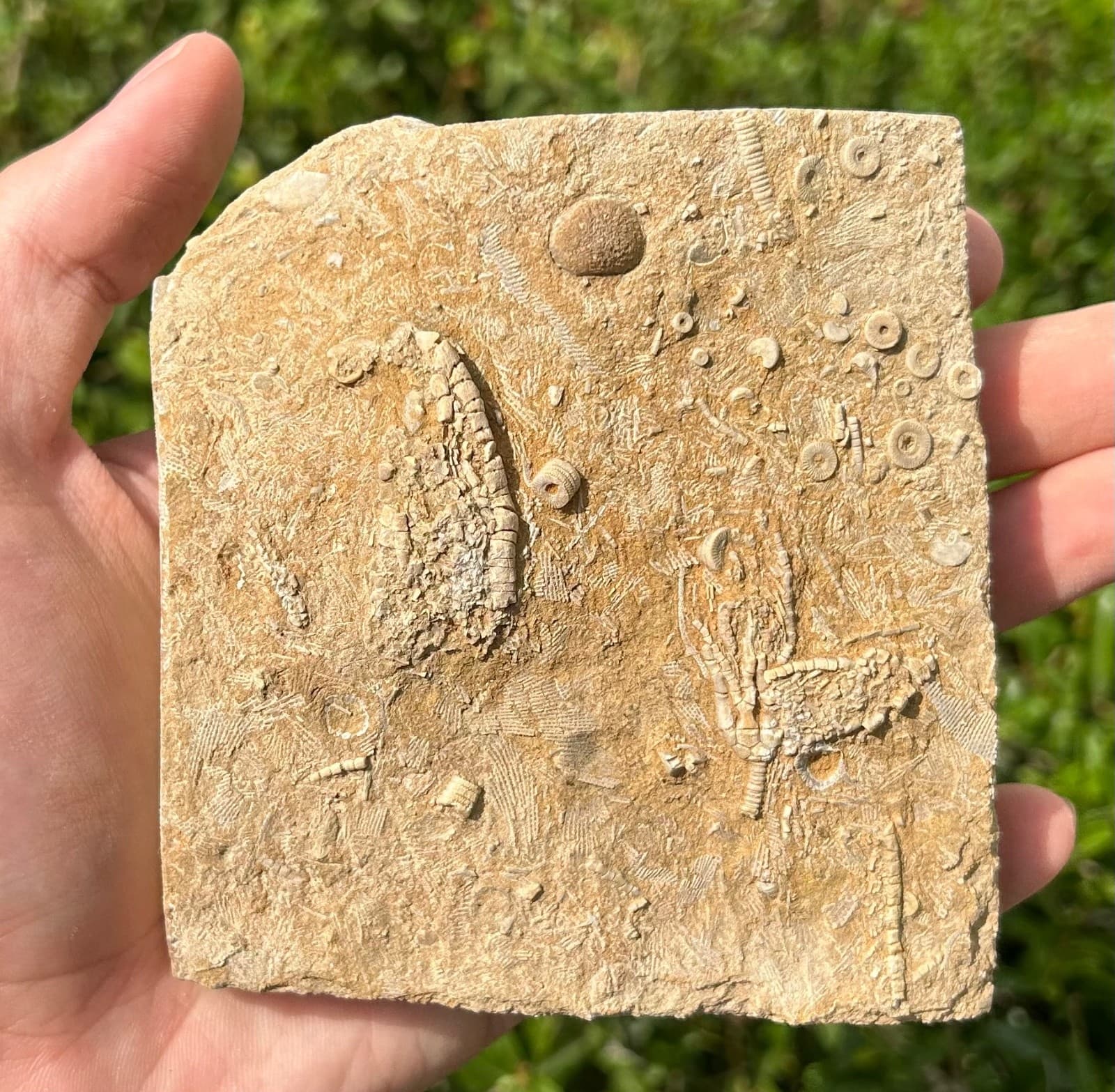 DOUBLE Fossil Crinoids in Matrix Aphelecrinus Alabama Bangor Limestone Formation 3