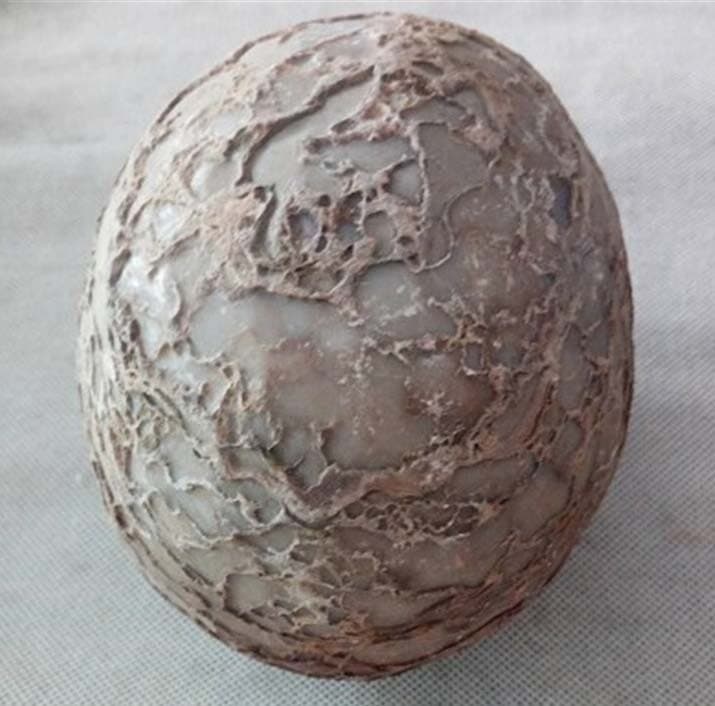 Segnosaur Dinosaur Egg Fossilized Crystallized Fossil Jurassic Cretaceous World 2