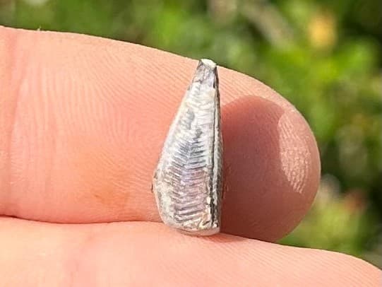 Fossil Conularid Conularia Texas Pennsylvanian Age Grahm Formation 5