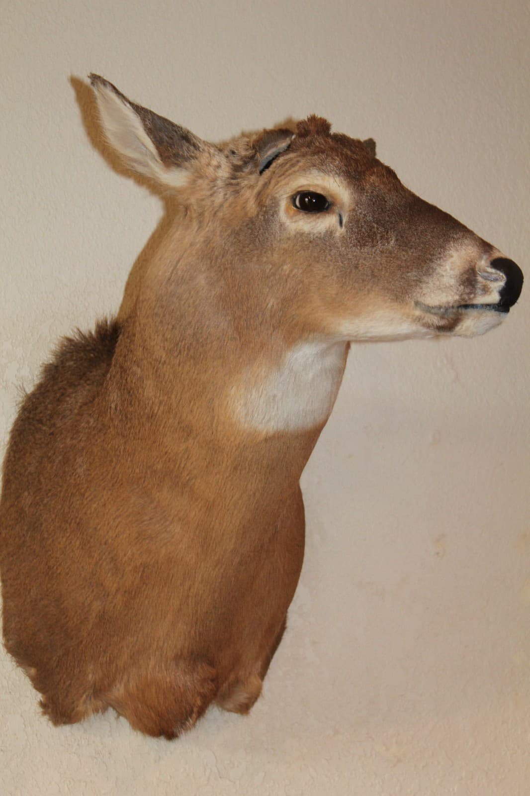 Whitetail Deer Head Shoulder Mount Taxidermy Mount Antler Hunt Rack Mule Hide 2