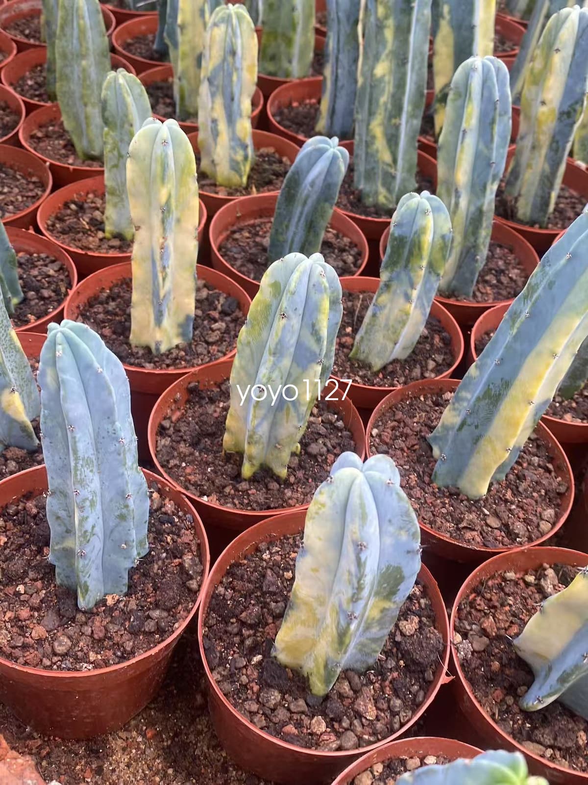 Myrtillocactus geometrizans ariegated Succulent plants 10-12cm 5