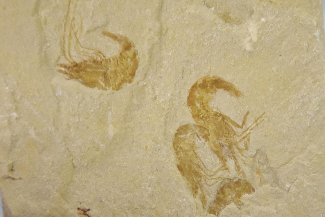 Lebanese Three (3) Shrimp Fossil 96 million year old Real Dino age Fossil 5024aa