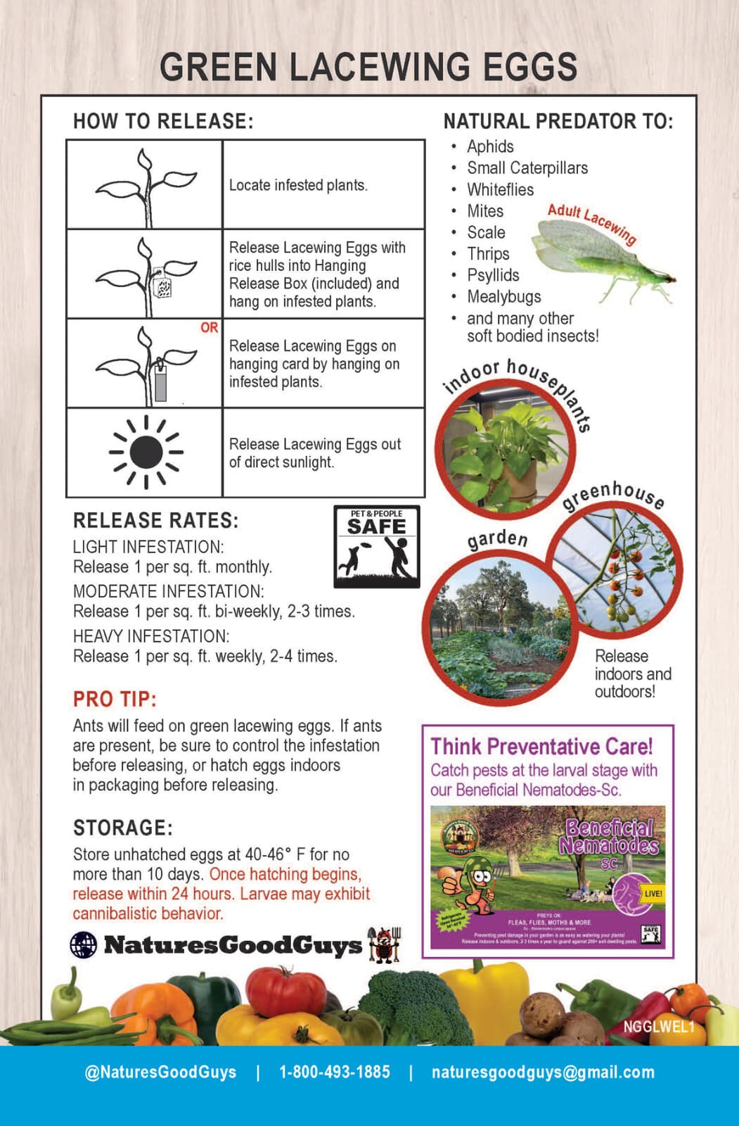 Green Lacewing Eggs in Rice Hulls - 1,000 Count - Aphid Exterminator 3