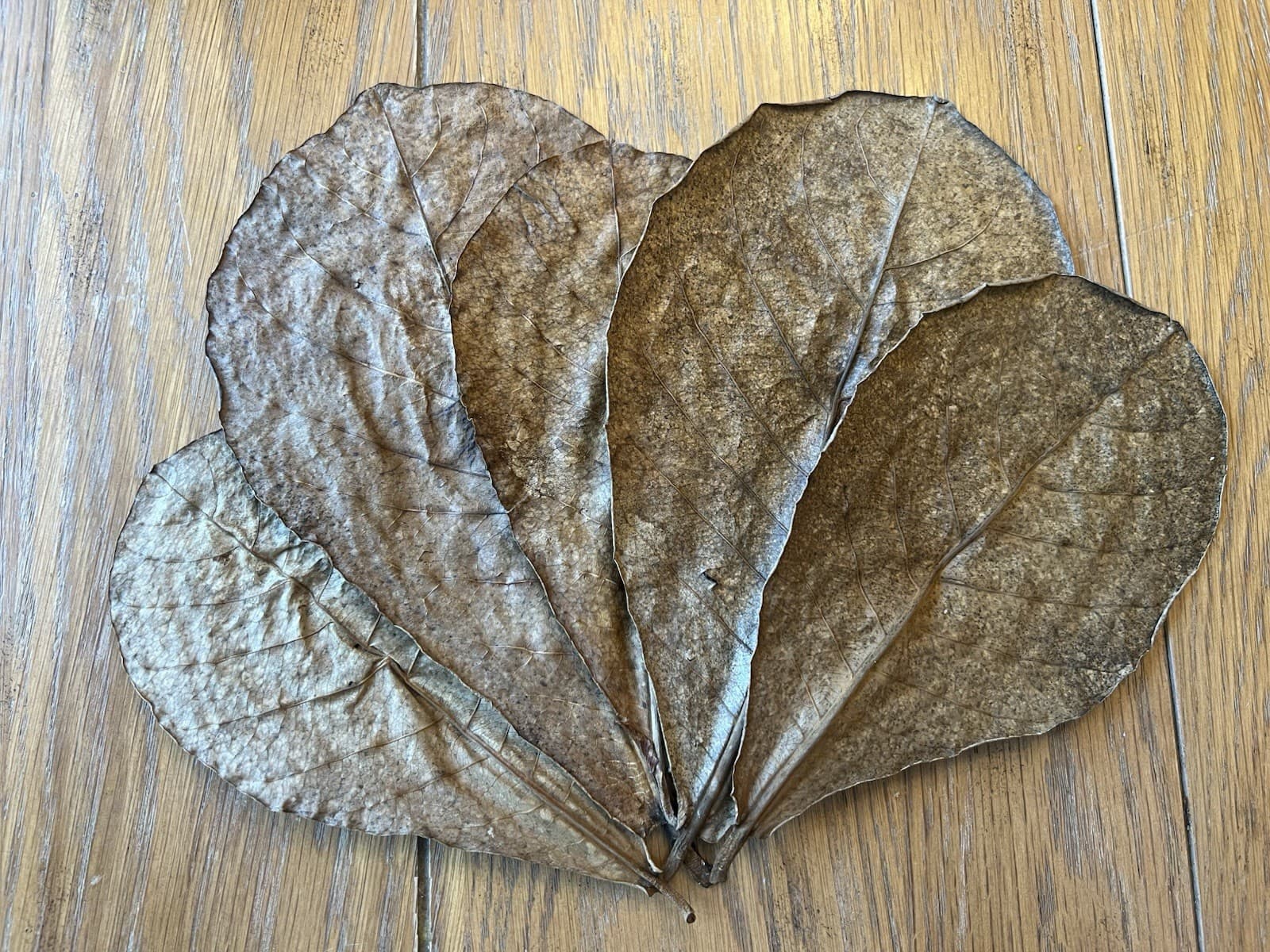 Aquarium Botanical Sampler Lot Indian Almond Leaves Cocoa Bael Lotus Pod Coconut 2