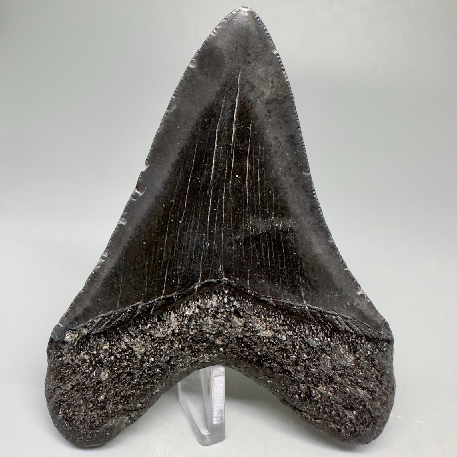 Complete Dark Gray 3.90" Fossil MEGALODON Shark Tooth - USA 4