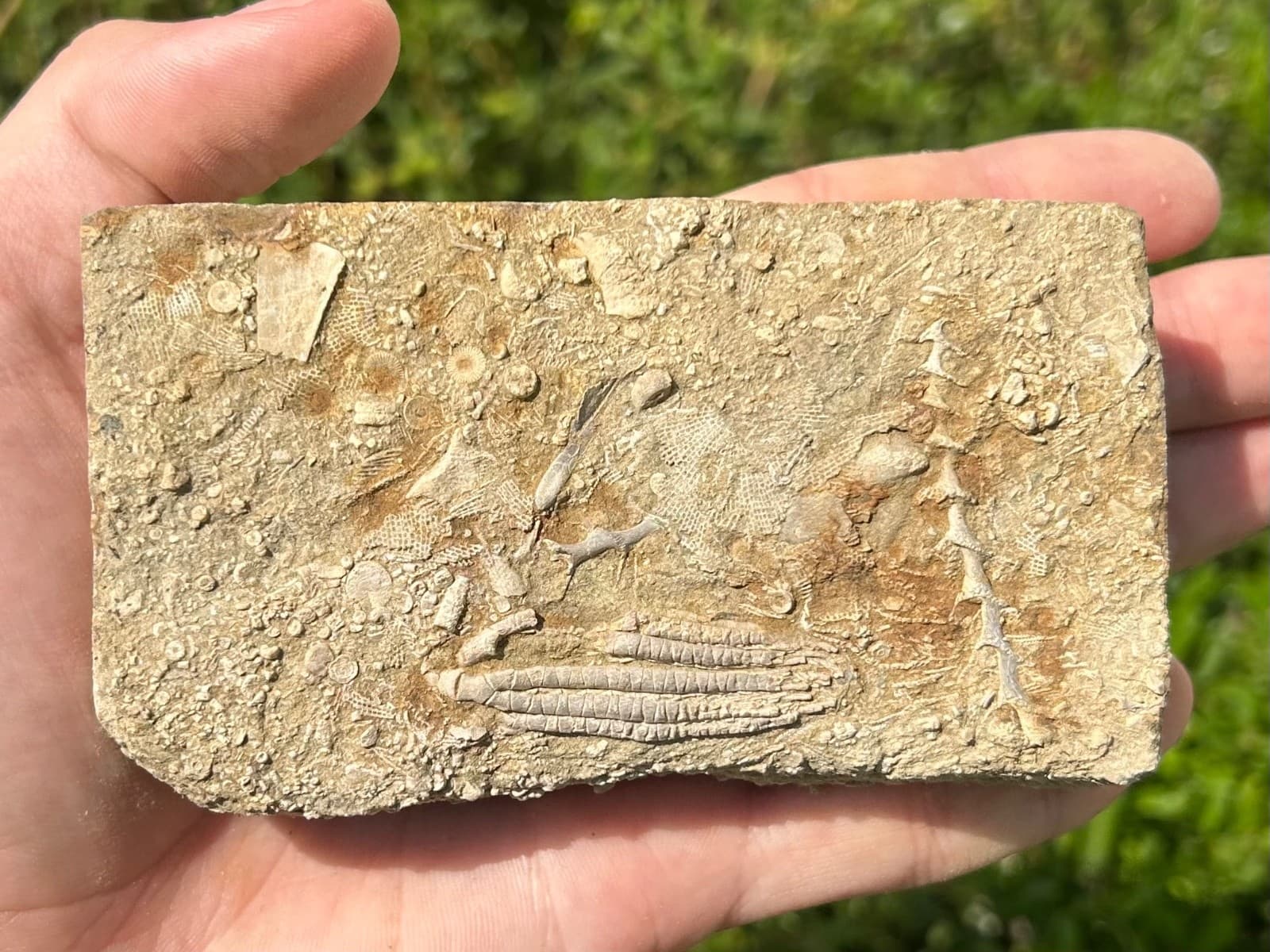 Fossil Crinoid in Matrix Aphelecrinus bayense Rare Alabama Mississippian Age 2